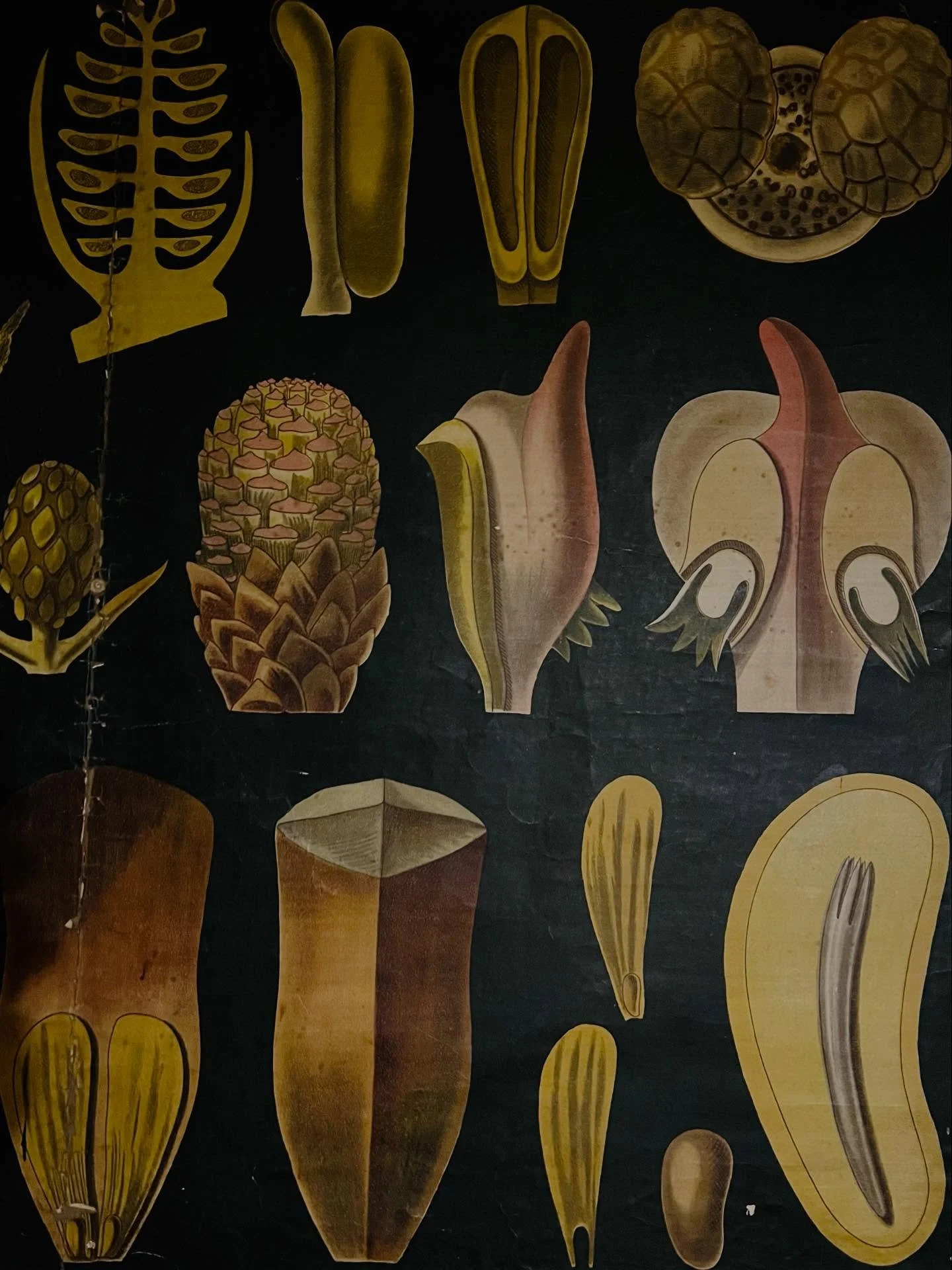 New to read and listen to on Substack this morning. 

Loose Skins and Tight Grips

Vintage botanical prints.