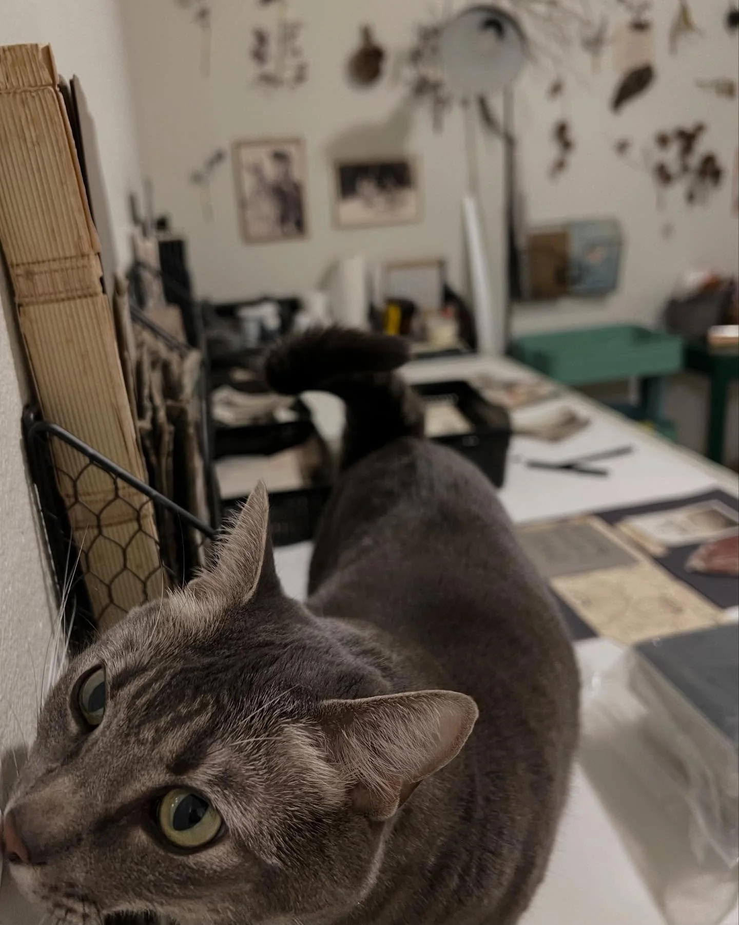 &lsquo;I know what this is, this careful arranging
While everything collapses. 
This is how we survive.
And also how we disappear.&rsquo;

-Alessandra Olanow
@aolanow