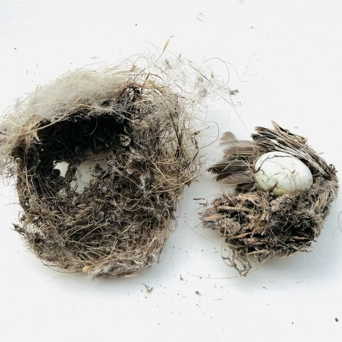 New this morning on orlyavineri.substack.com, to read and listen is: 

Forgotten People&nbsp;
The nomads of the Negev