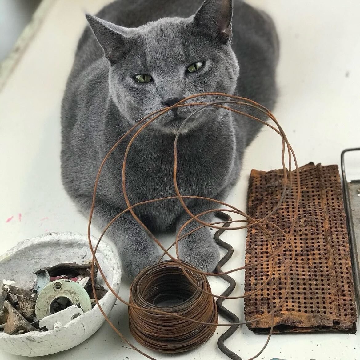 This is the majestic and melancholic Doobie, aka Doobs. He used to be with me, brush his jaw against the rusty bits, now he&rsquo;s taken much better care of by my son&rsquo;s family. 🖤🩶