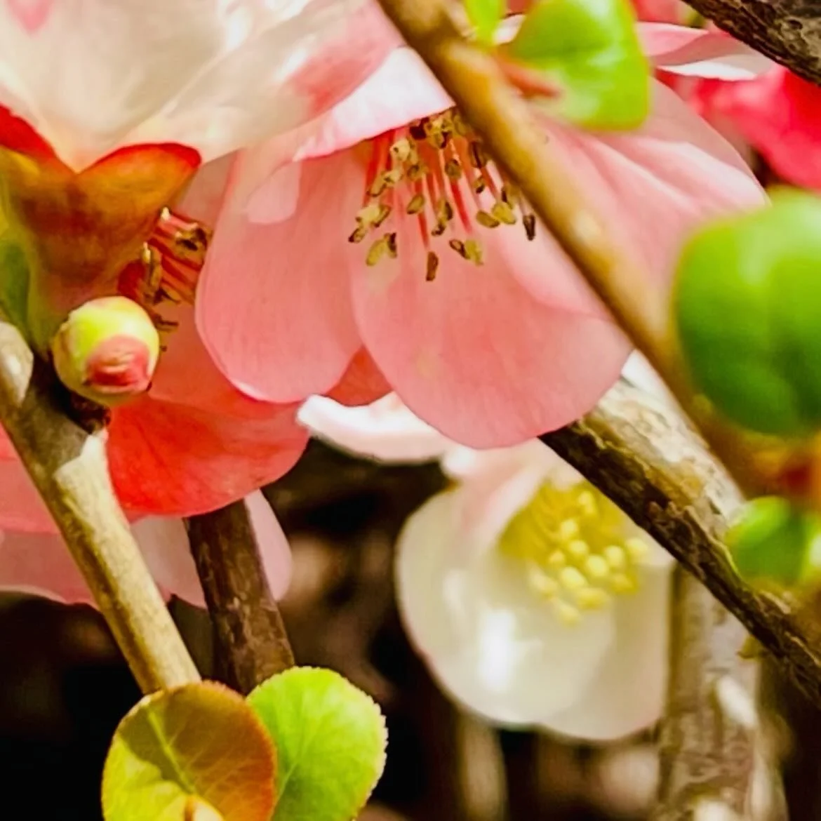 Today a glorious spring began.

Outside, and inside too. Unaffected by what brutal men do. If just for a little bit of time. 

A Flowering Quince. 

A spiritless space holding 18 spirited women. All insistent on change.