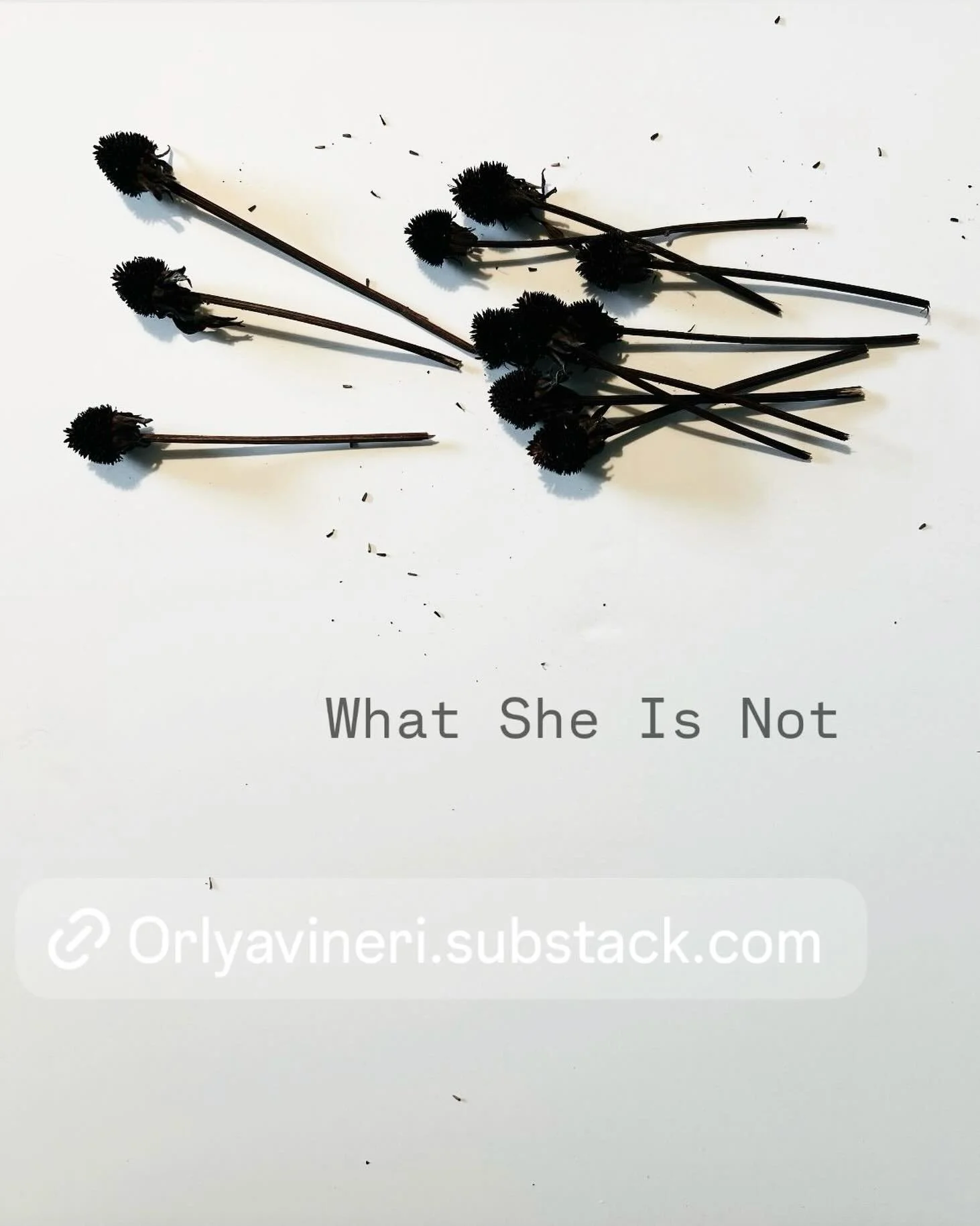 What She Is Not

New this morning
On orlyavineri.substack.com
To read and listen to
Come visit me there
I&rsquo;d love that. 

🤎🩵🤎
