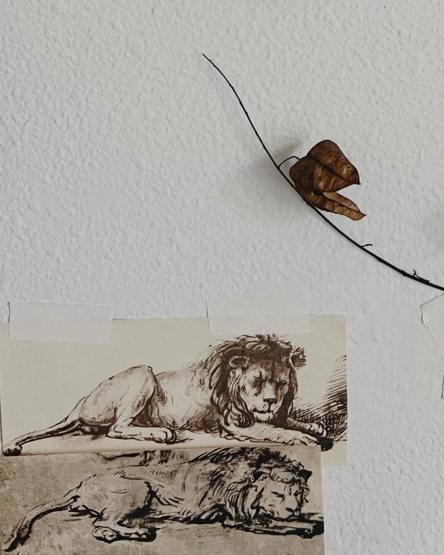 -The wall, part 2 of 3

Hanging on it by &lsquo;paper tape&rsquo;: 

A lion next to another, taking minimal and liminal space, and a dried up, gaping pod, perhaps one seed left in it, from last year&rsquo;s Golden Rain tree.