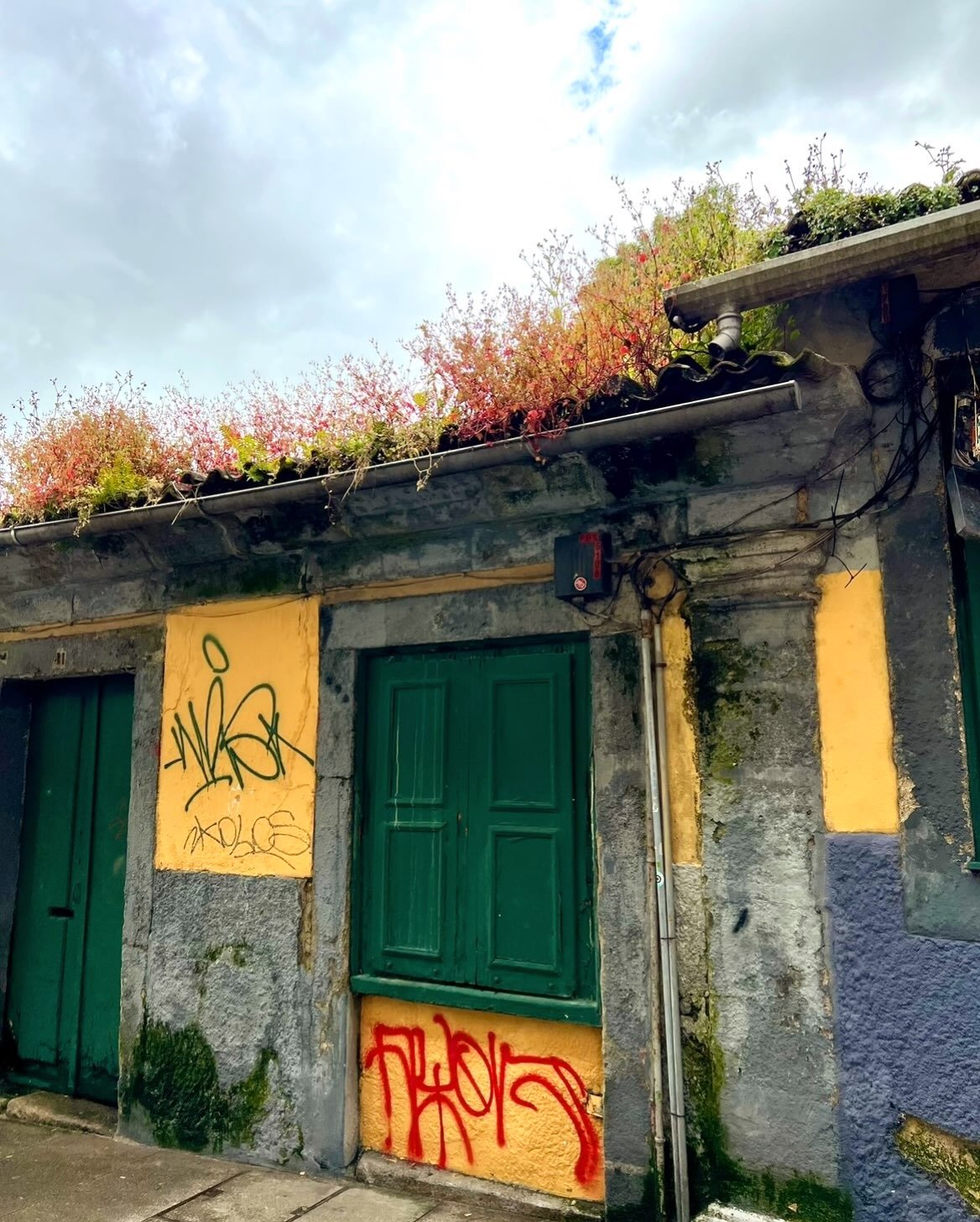 Those weeds in other countries, growing from roof tiles, in May, but in autumn&rsquo;s colors, towards the light, the clouds, the breaths of air, the wearily open ended, and the utterly unseen from the ground. 

&ldquo;And did you get what you wanted