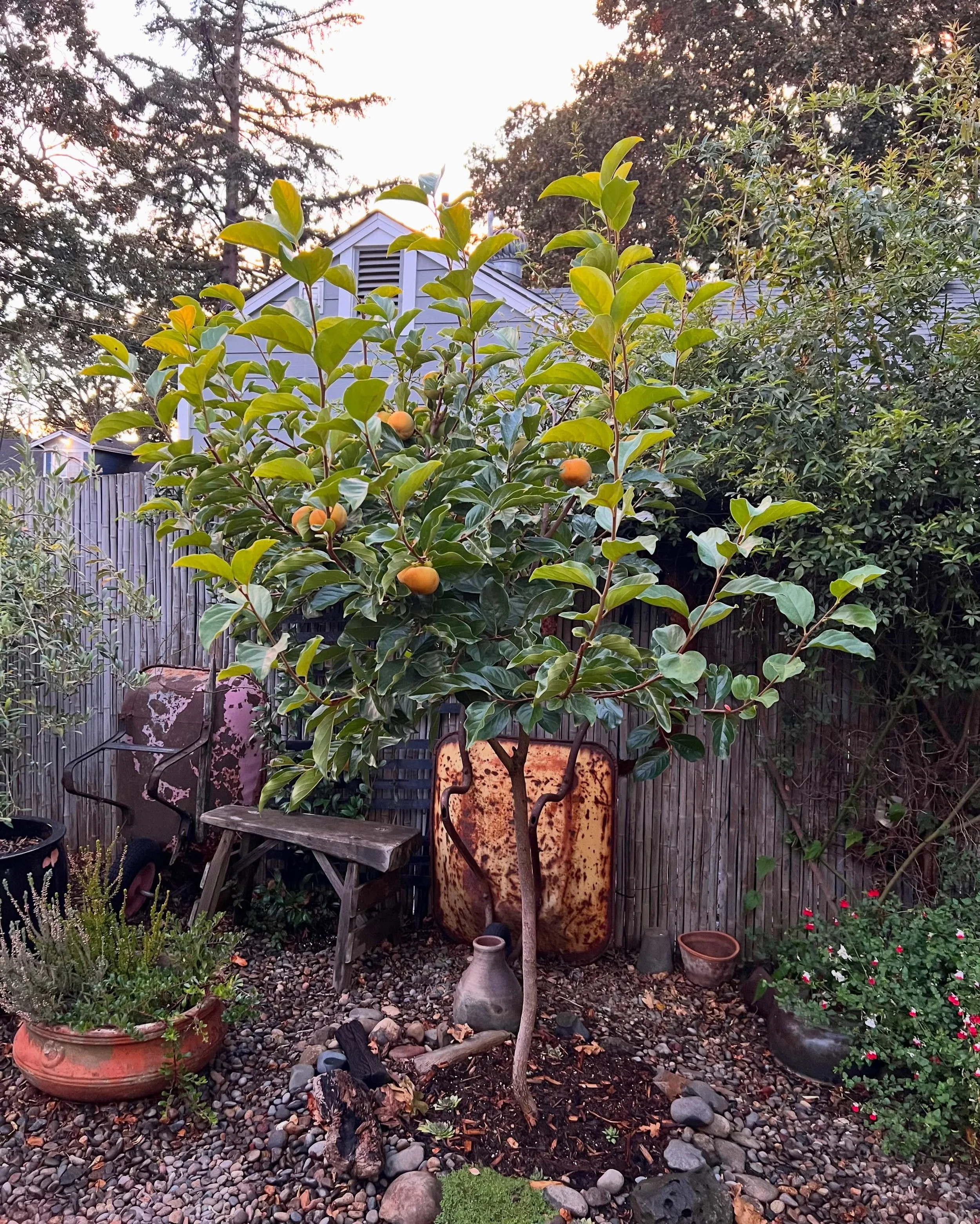 I counted them
20 magnificent Fuyu persimmons
They are ripening on the tree
All at the same time, unlike the fig tree
Cradled between velvety leaves
They are patient
And I am patient too
We both know. 
Harvest is inevitable.