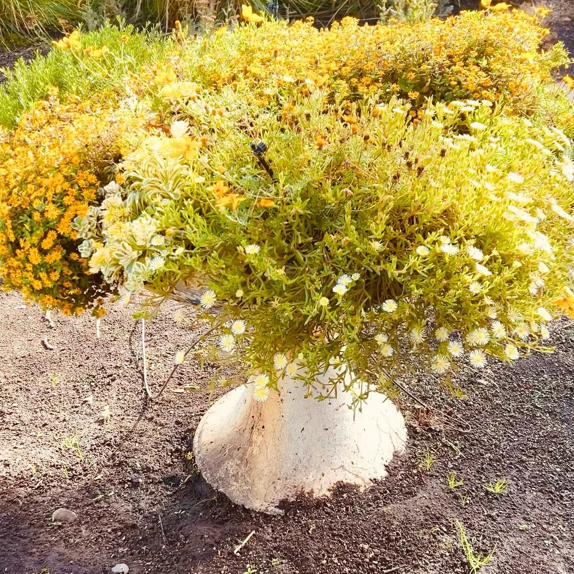 ~ Oda a unas flores amarillas ~

Ode to some yellow flowers By Pablo Neruda 
&lsquo;Rolling its blues against another blue, the sea, and against the sky some yellow flowers.
October is on its way.
And although the sea may well be important, with its 