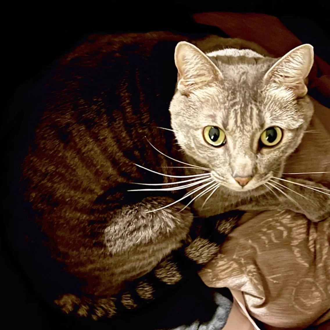 Cat looking sheepish! 
About shedding hair on clean clothes, still warm, still unfolded, still in the laundry basket.