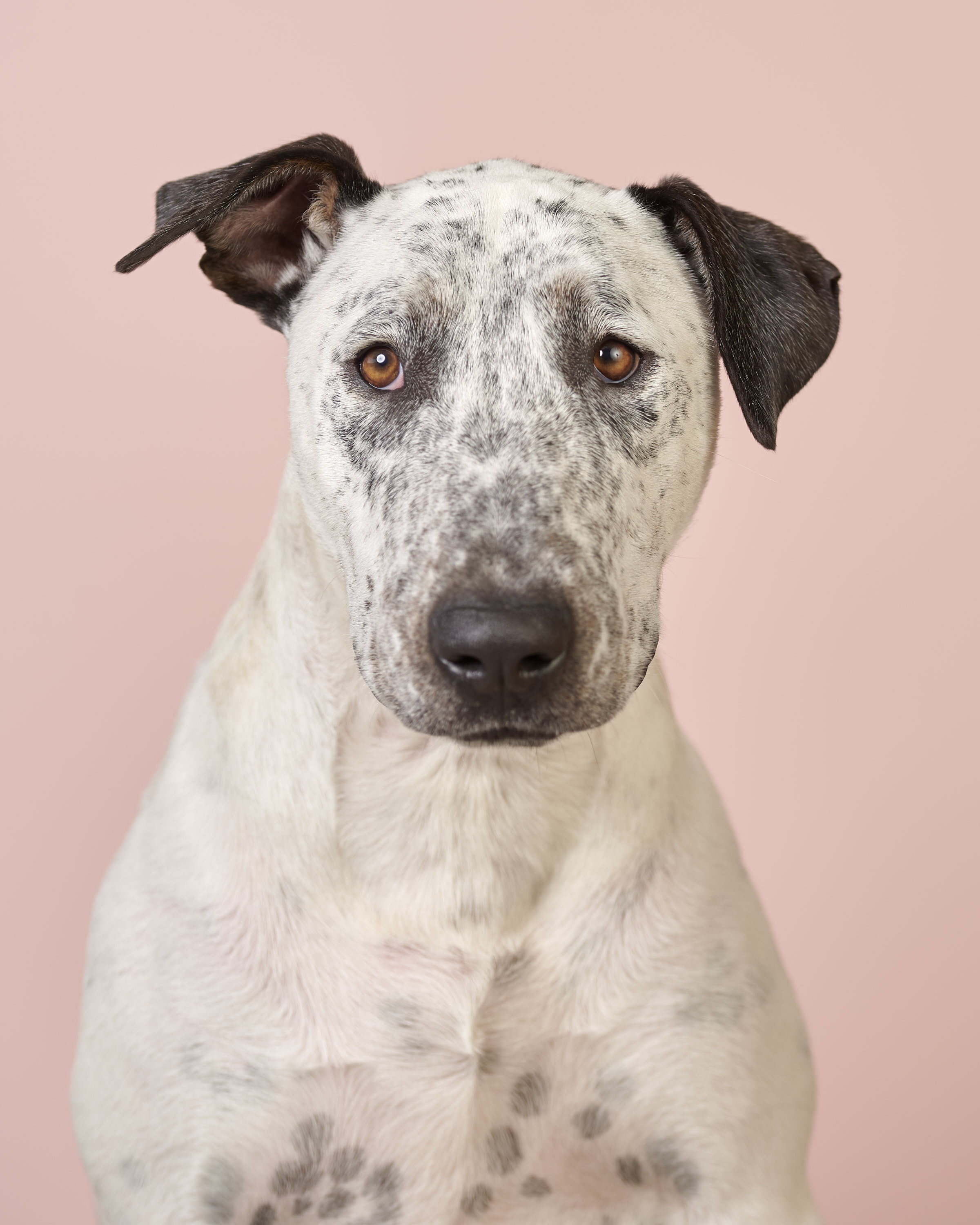 Dogs -Studio Local28489.jpg