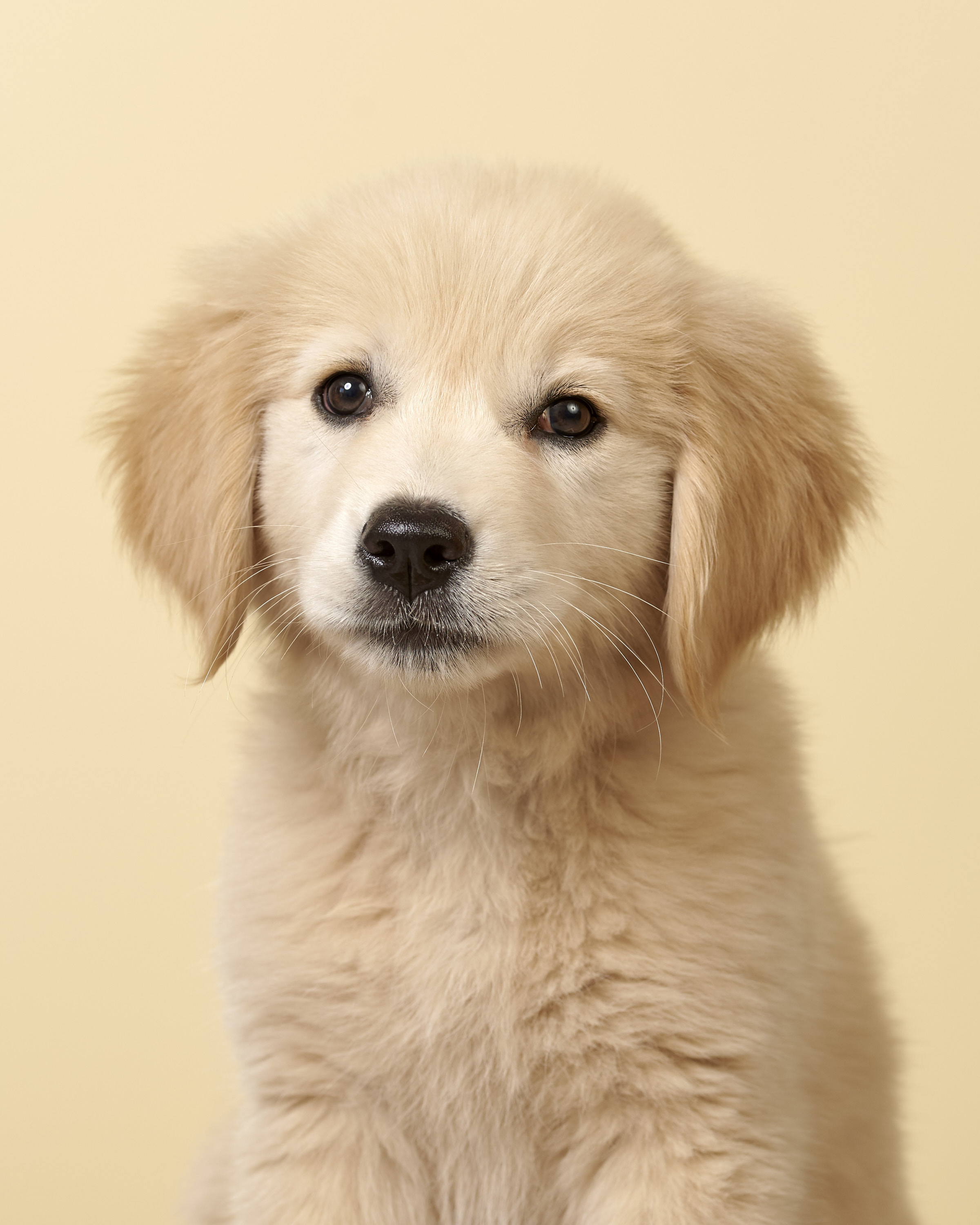 Dogs -Studio Local27687.jpg