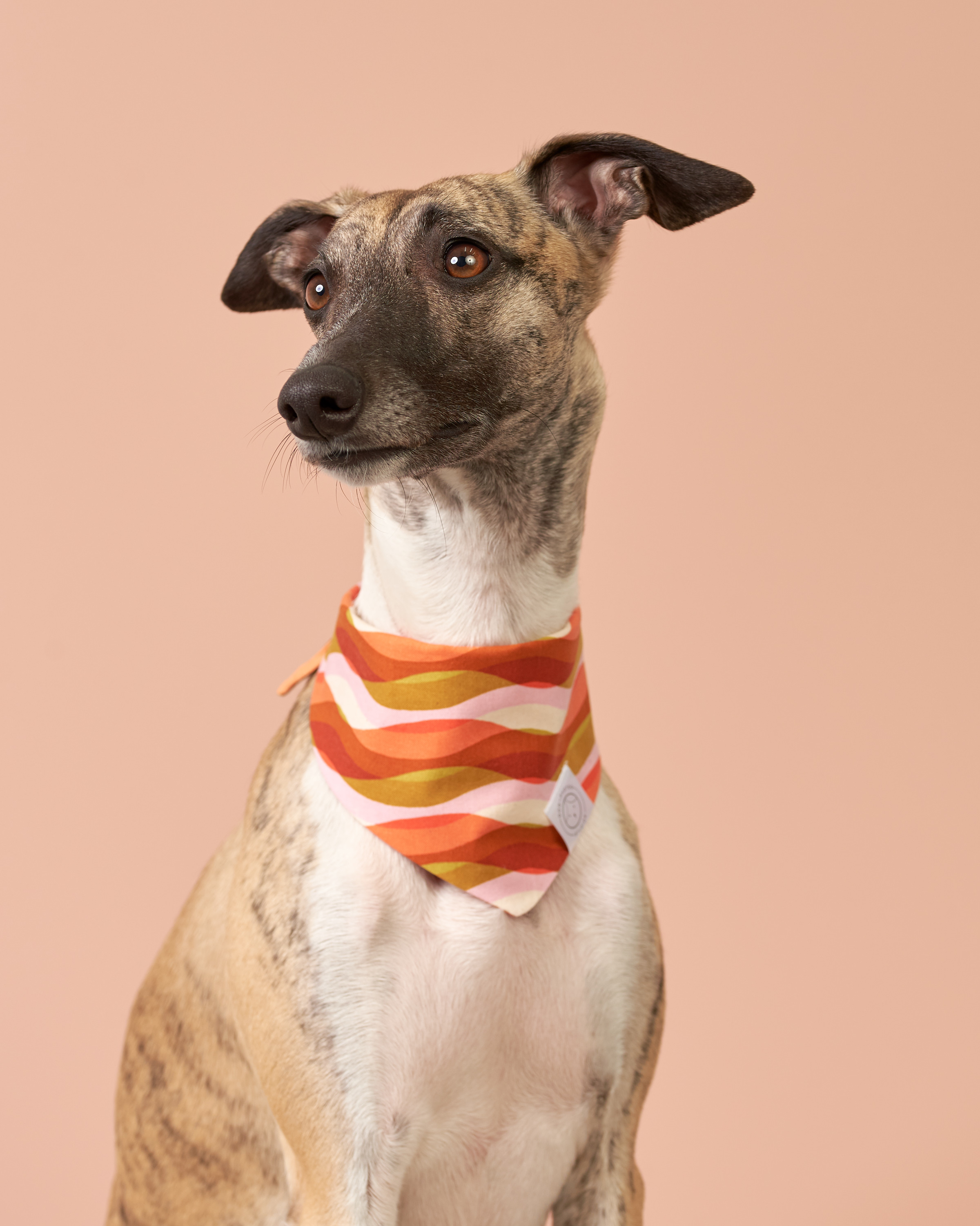 Scully-DogPhotogStudios 8.jpg