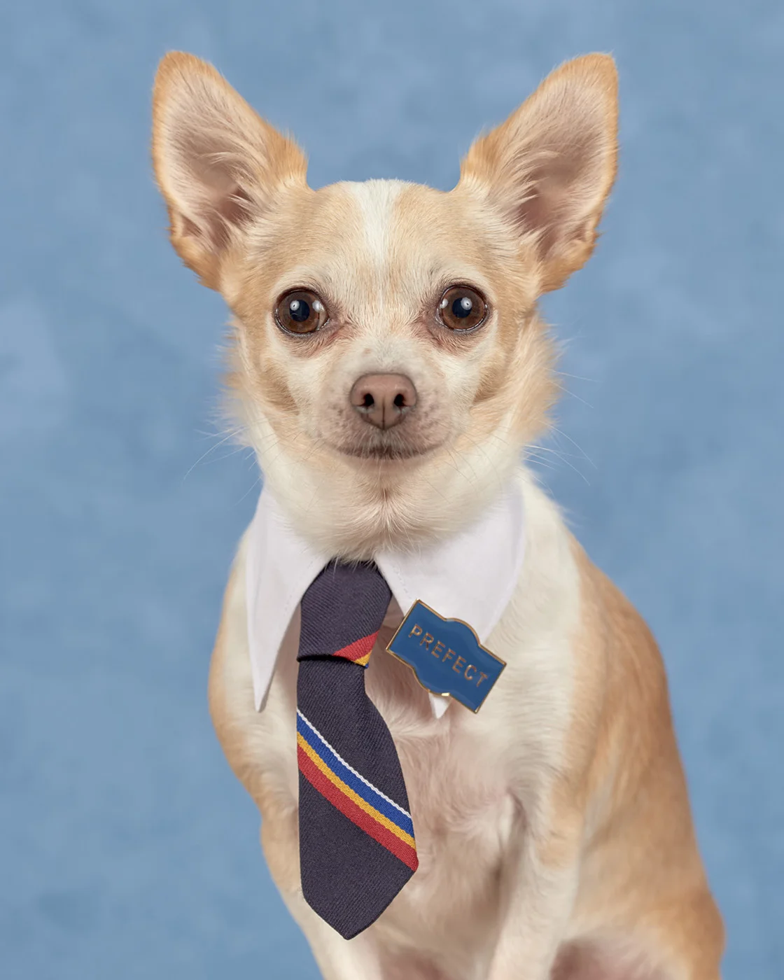 School Photos Honey_DogPhotogStudios1400px.jpg