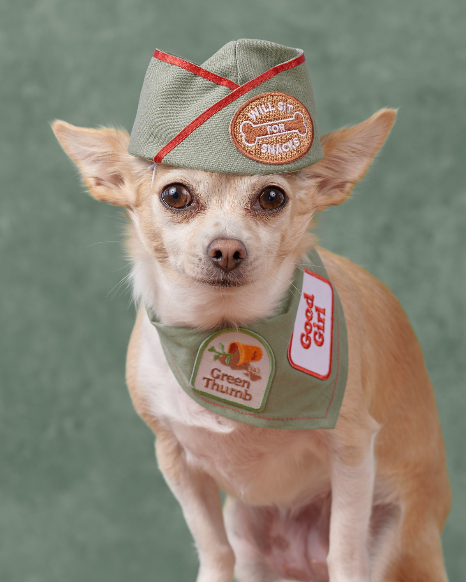Scouts Honour10956 1.jpg