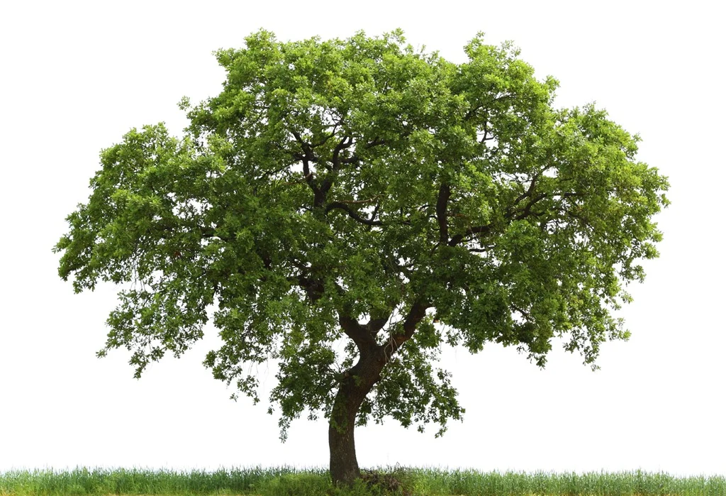 istock_000011991468medium.jpg