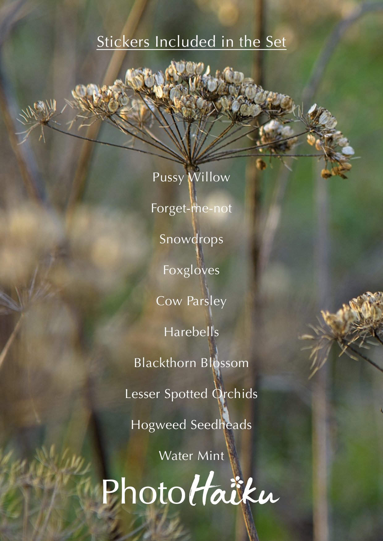 Wildflower Stickers Box Set Plant Identification Card