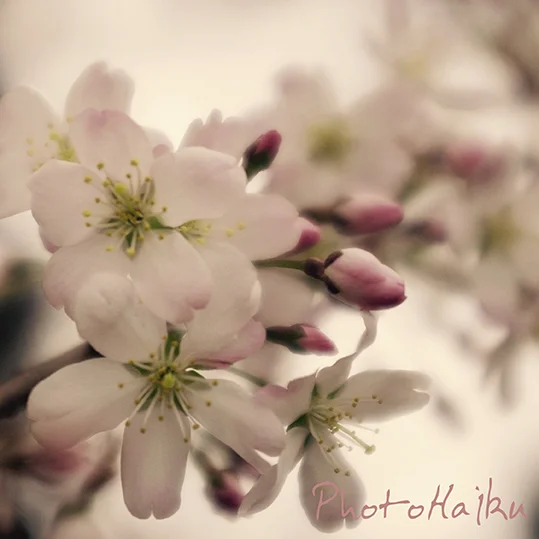 Cherry Blossom Dream - Card | Print | Cushion Available