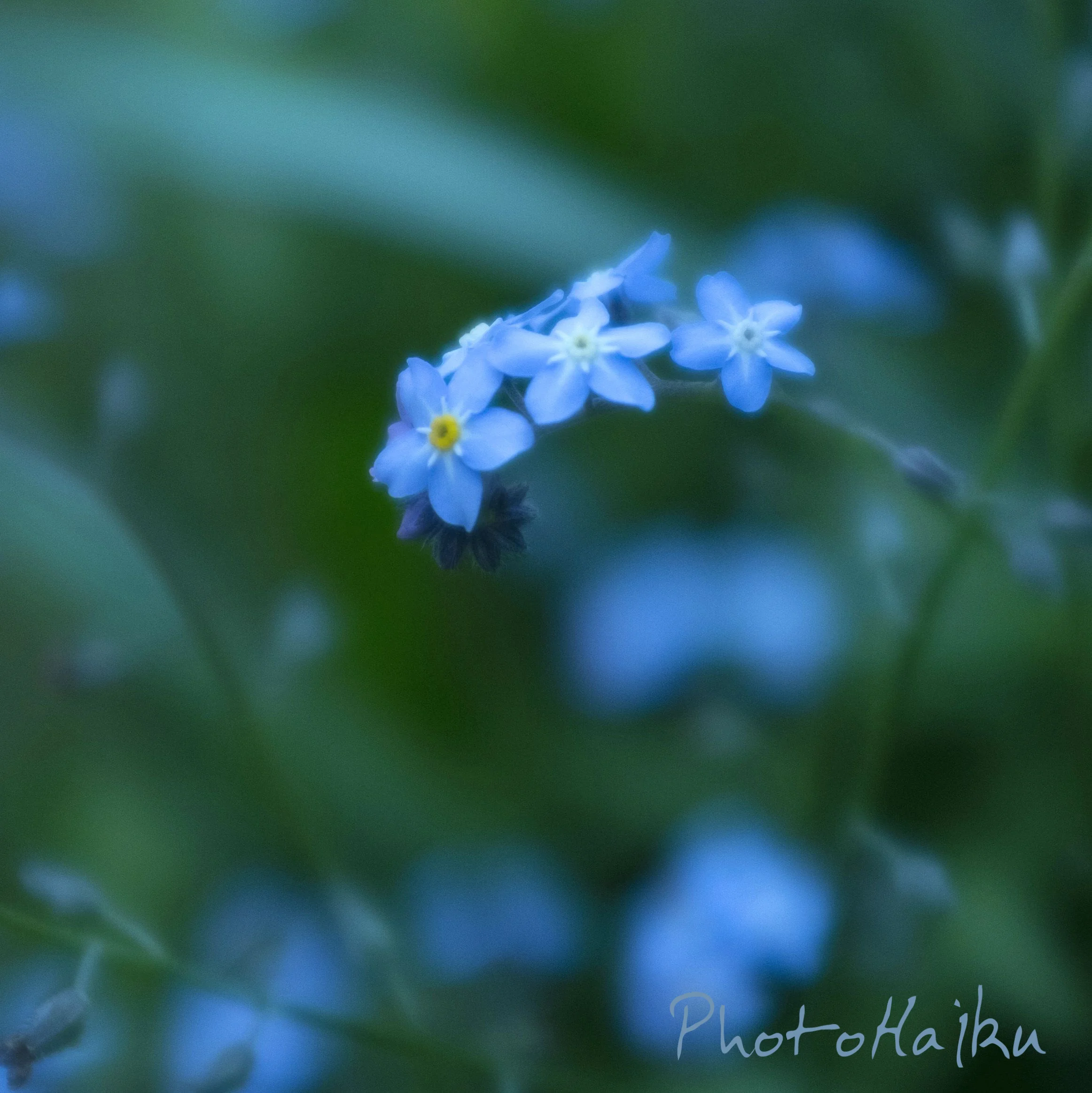 Forget-me-Not