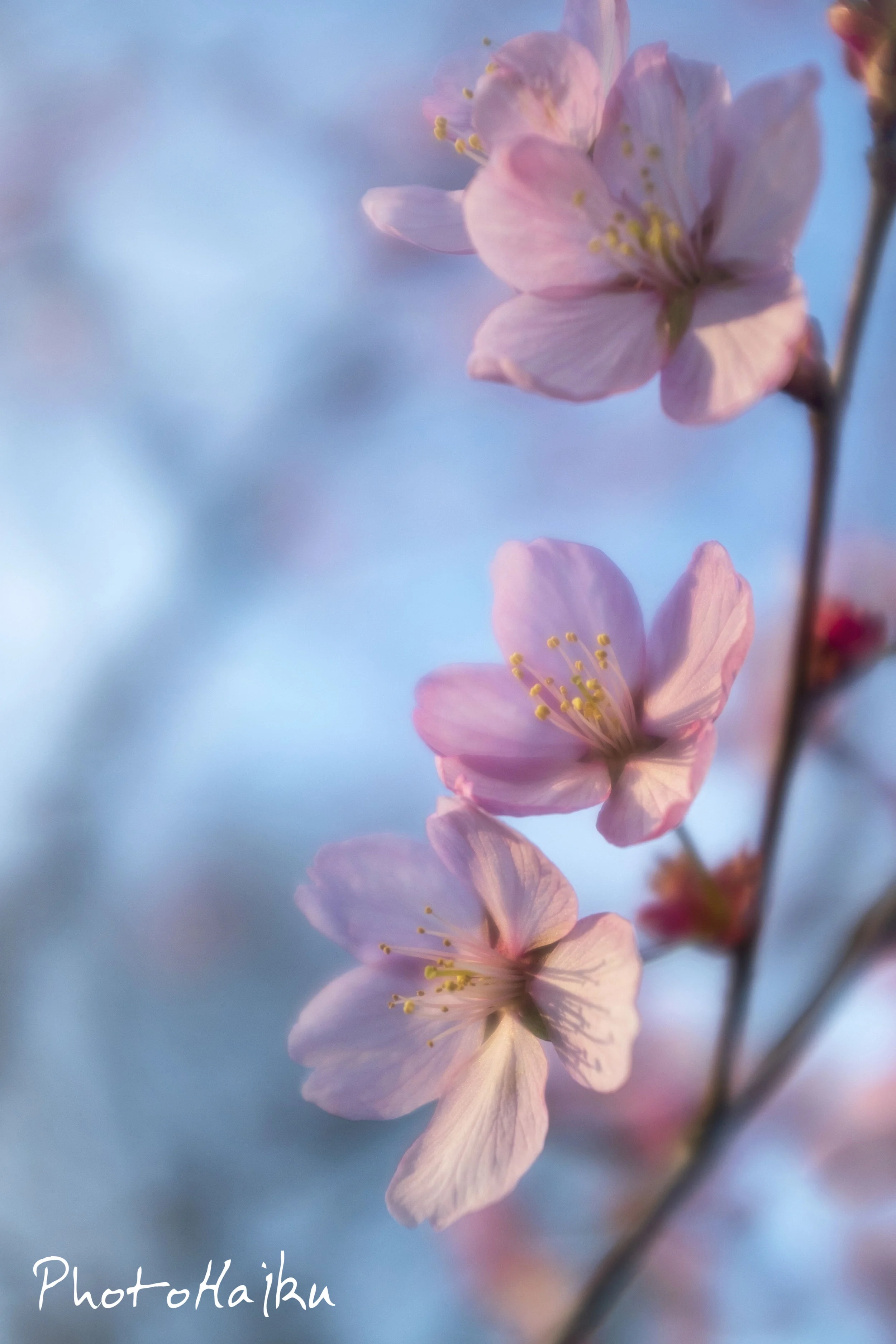 Japanese Cherry Hardwick.jpg