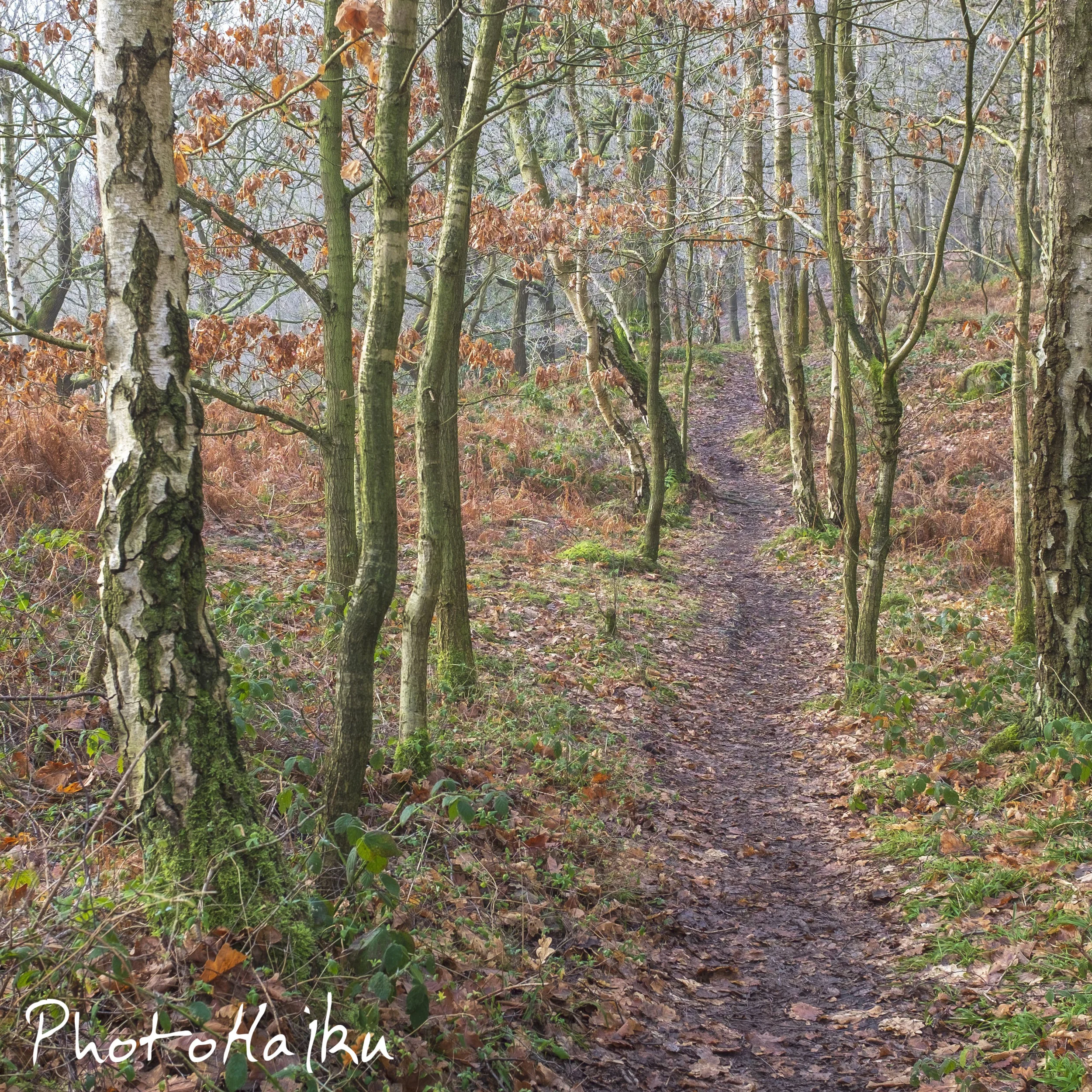 Lea Woods Square Crop.jpg