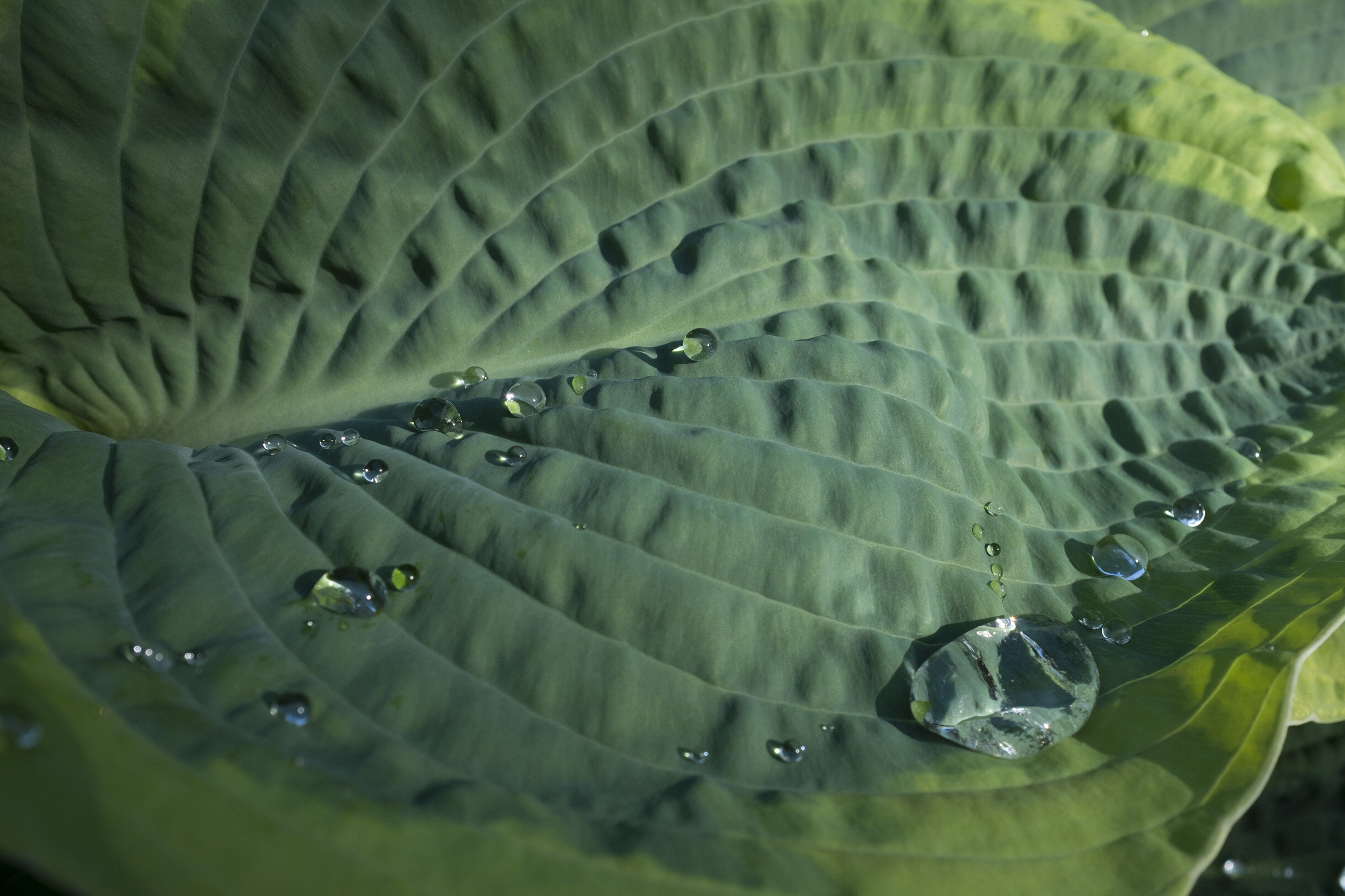 Hosta with Raindrops.jpg