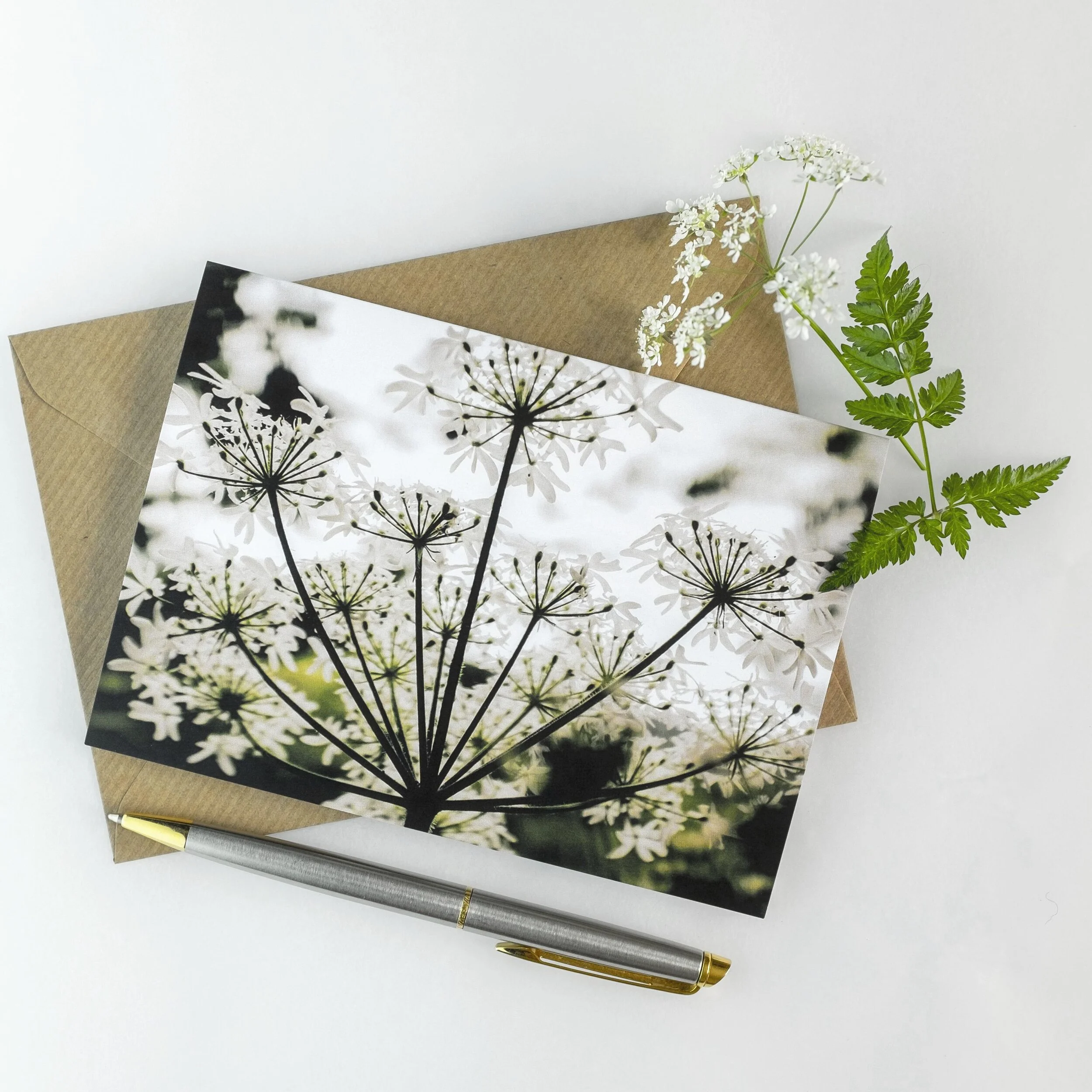 Cow Parsley with Sprig.JPG