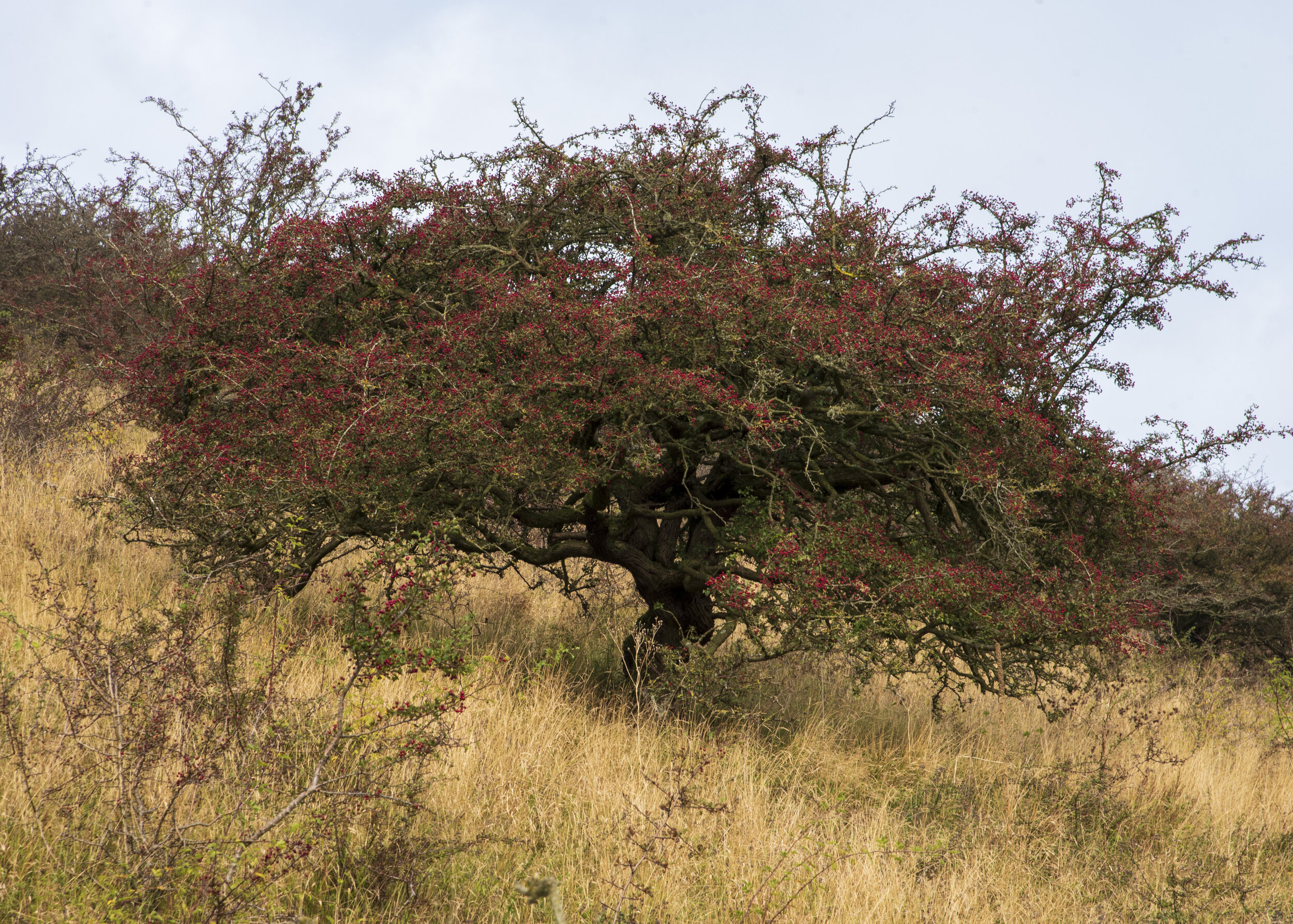 Ancient hawthorn in berry 7x5.jpg