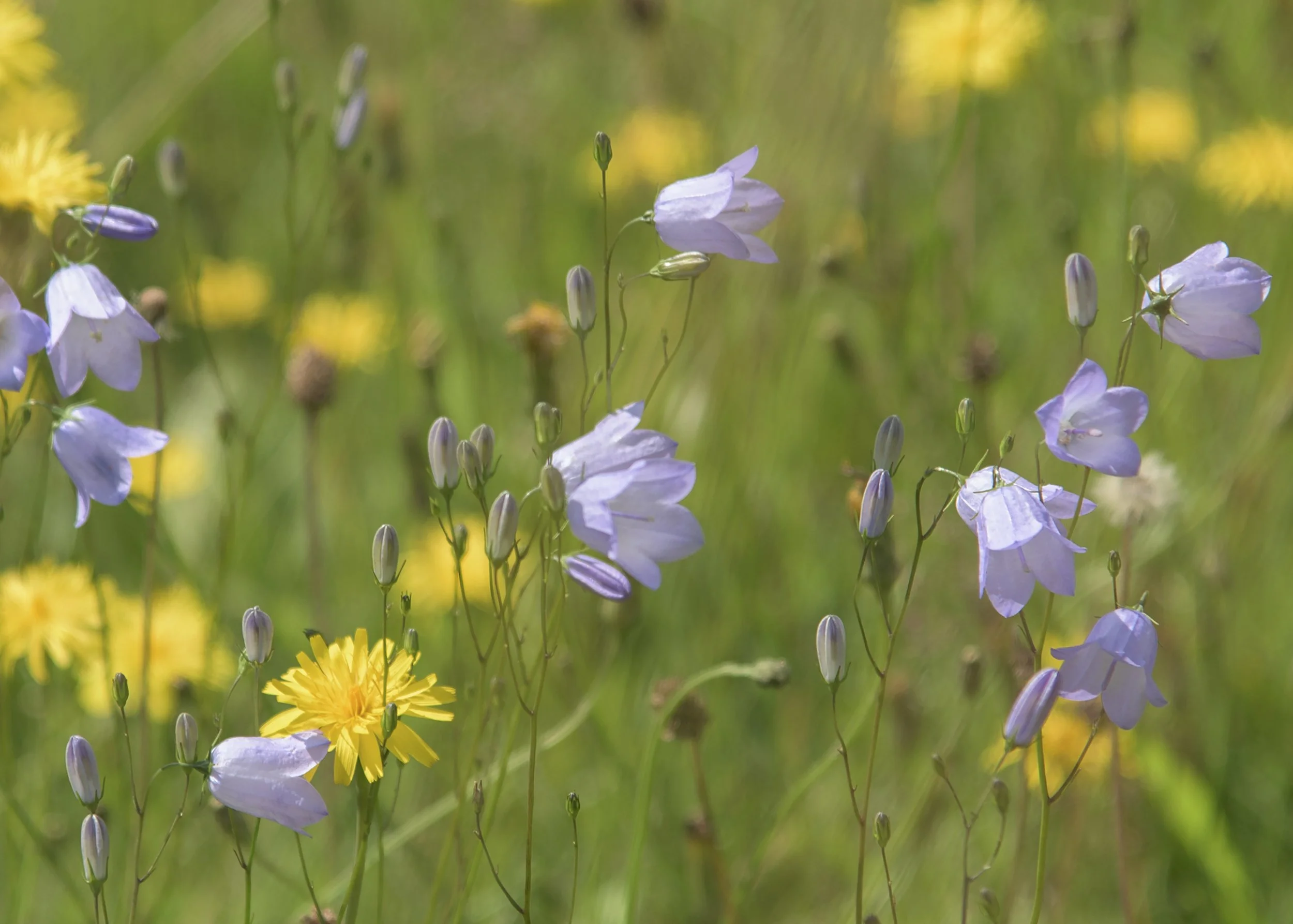 The long-absent rain brings renewal and hope.