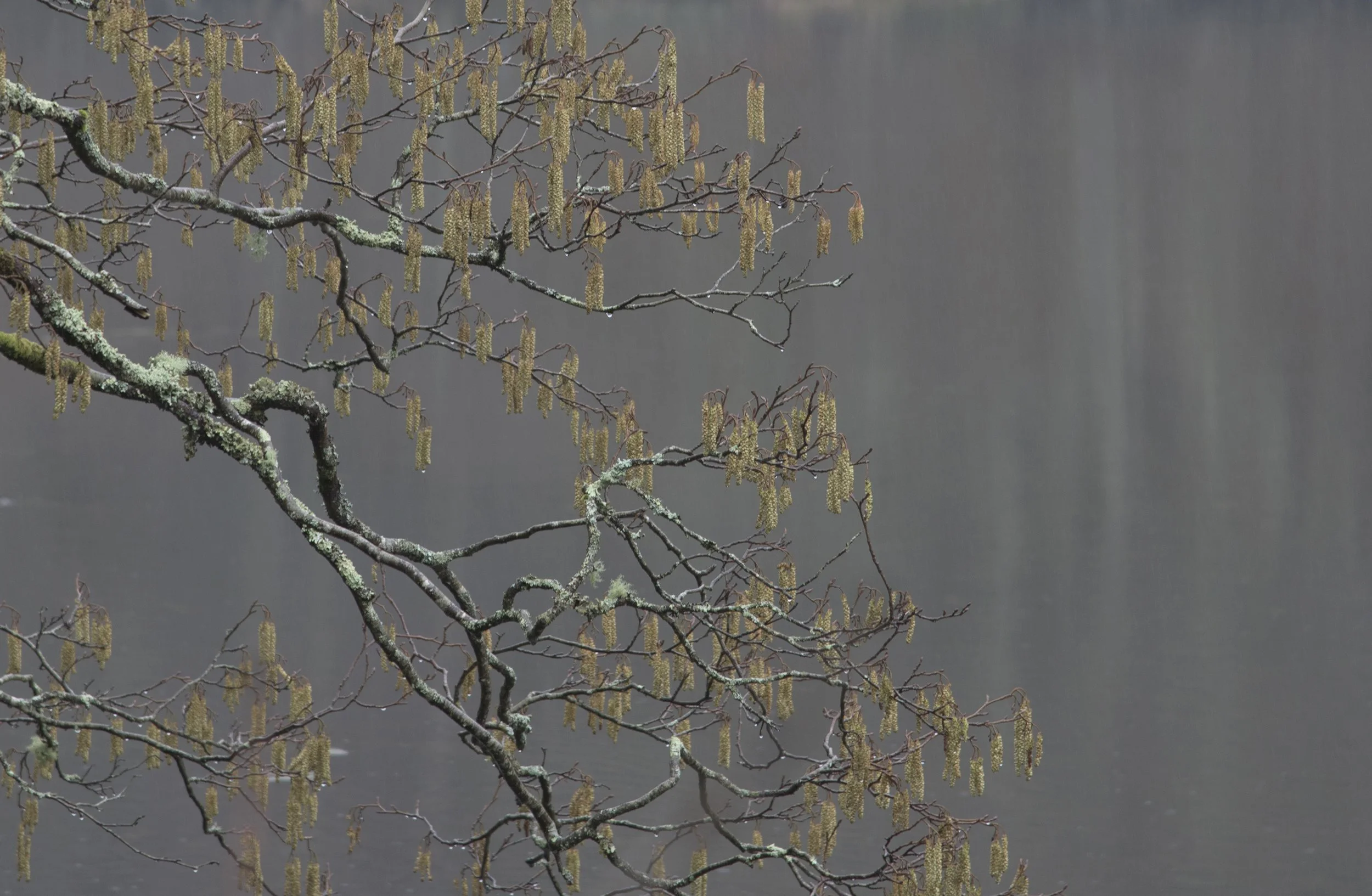 Muted Colours in North Wales and Inspiration from Dorothy Wordsworth