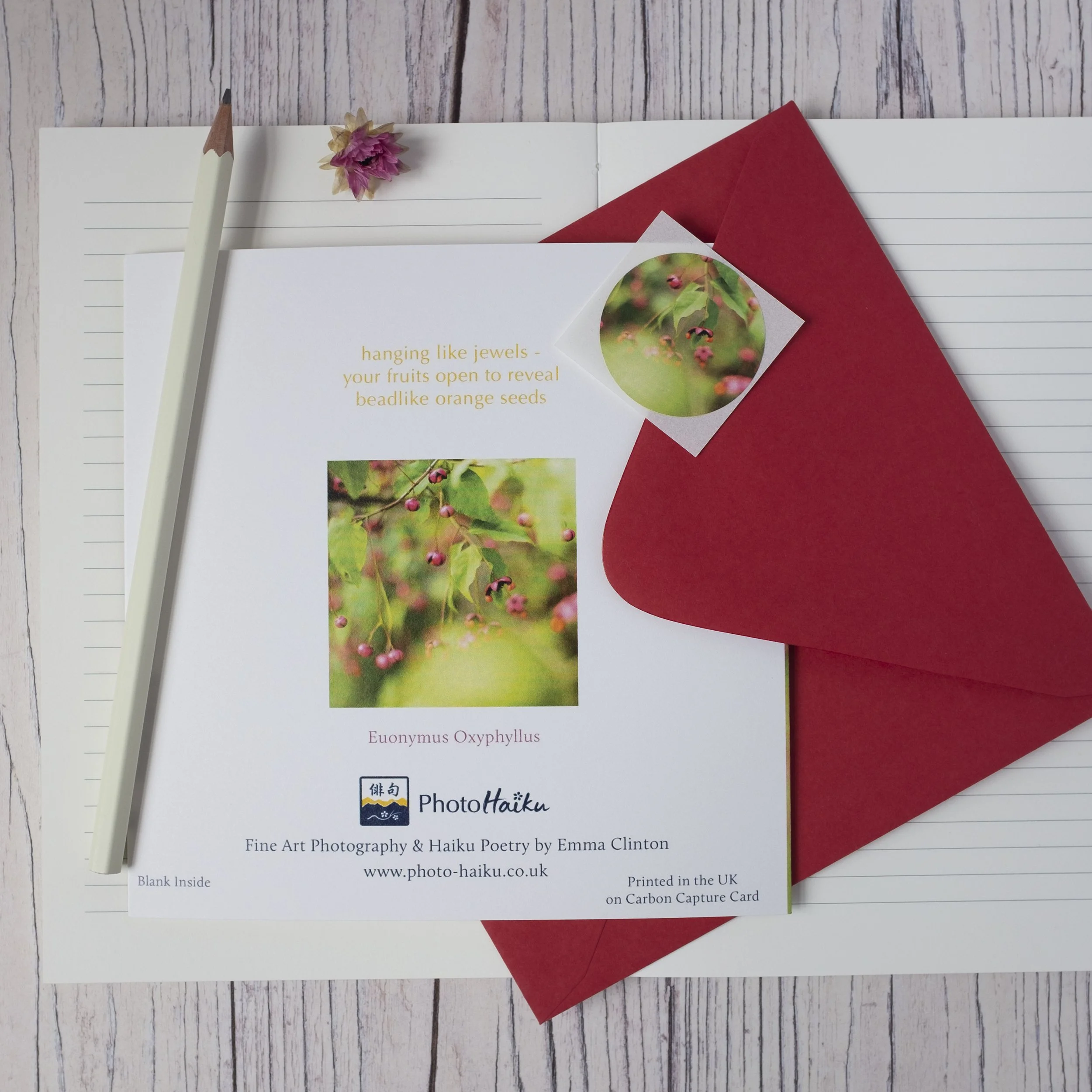 Euonymus Oxyphyllus Card1.jpg