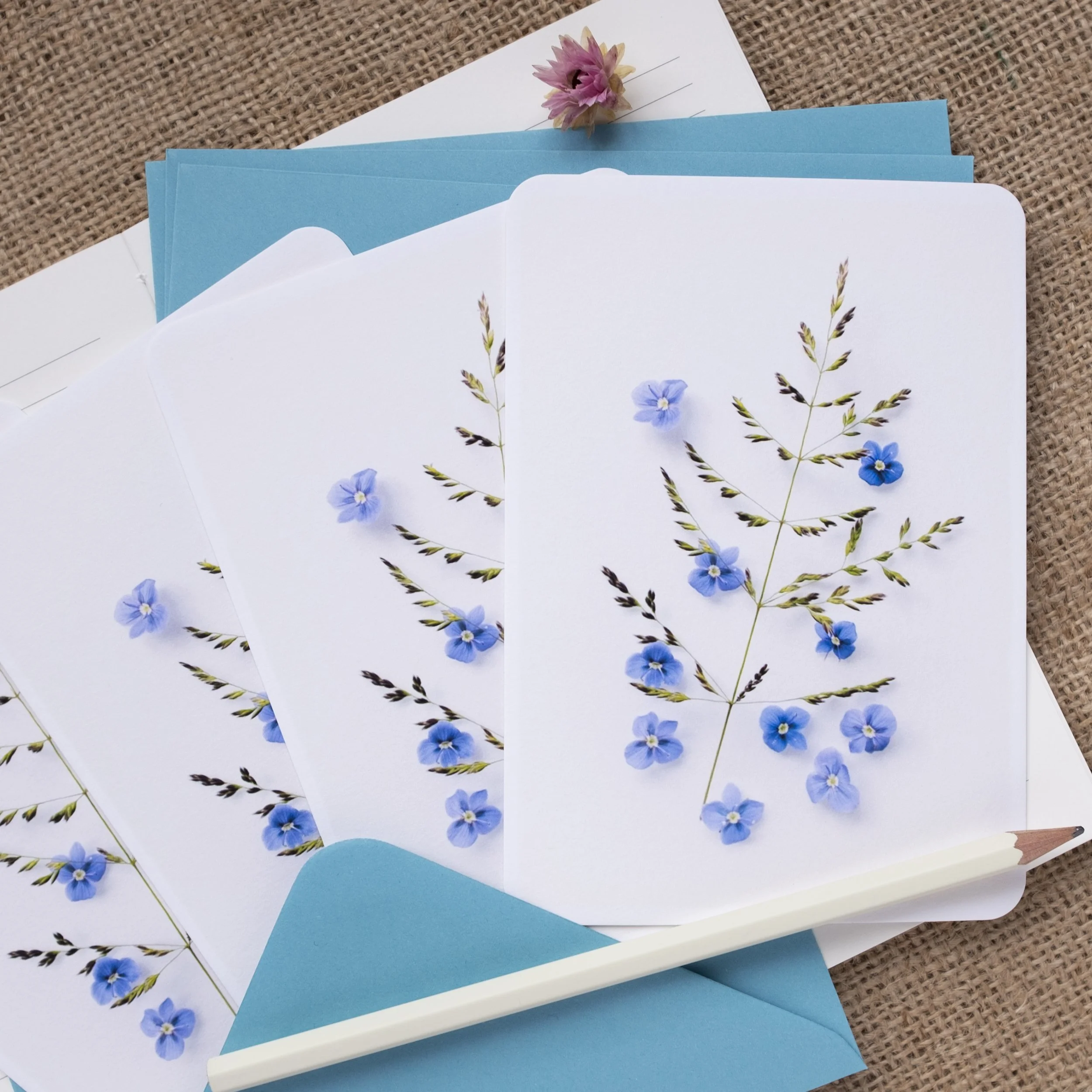 Blue speedwell wildflower notelets UK