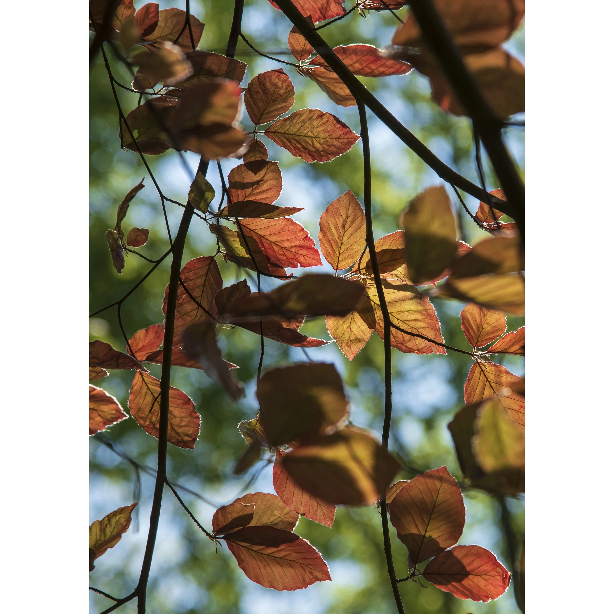 Light in Beech Leaves Cover.jpg