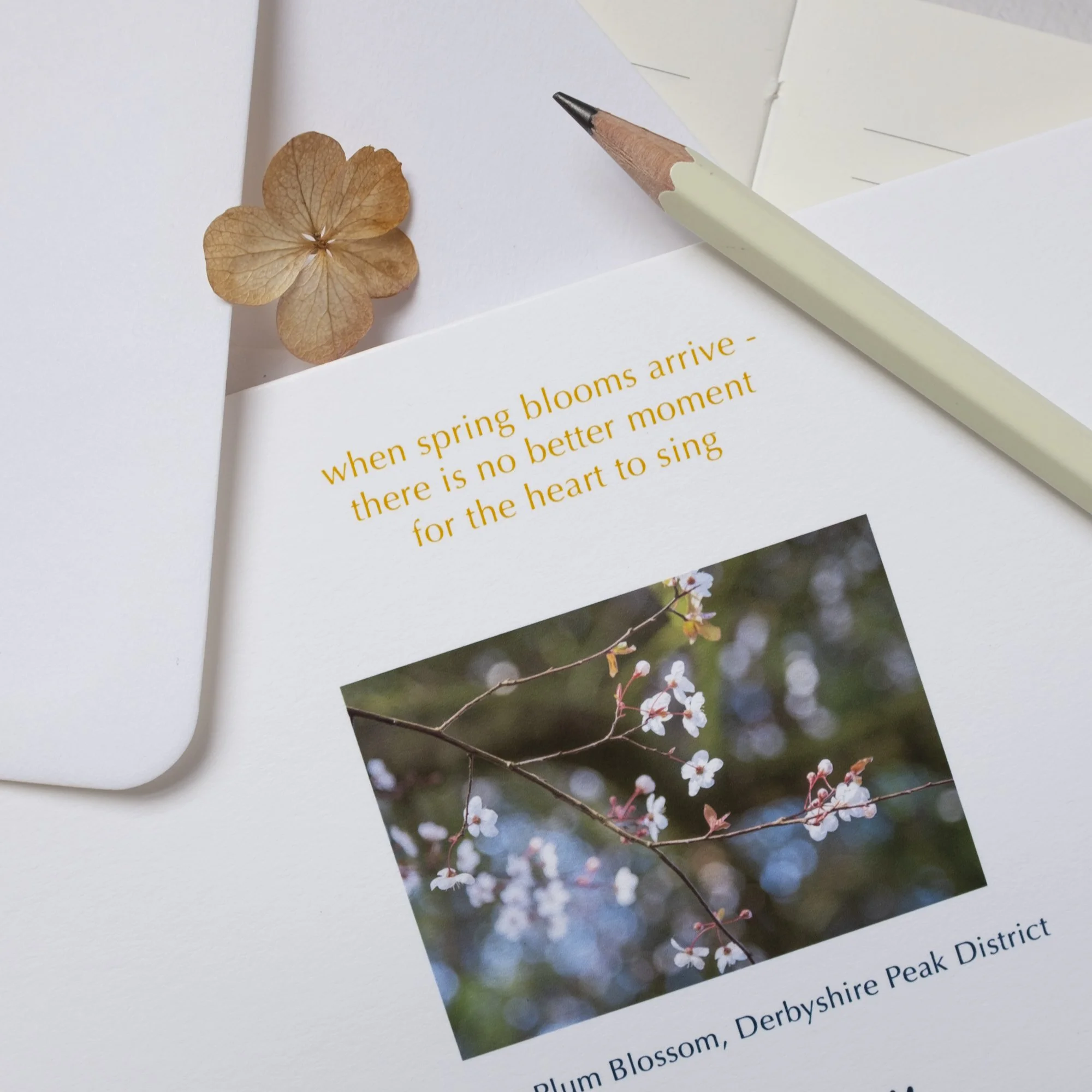 Cherry Blossom Spring Card with Sticker Seal