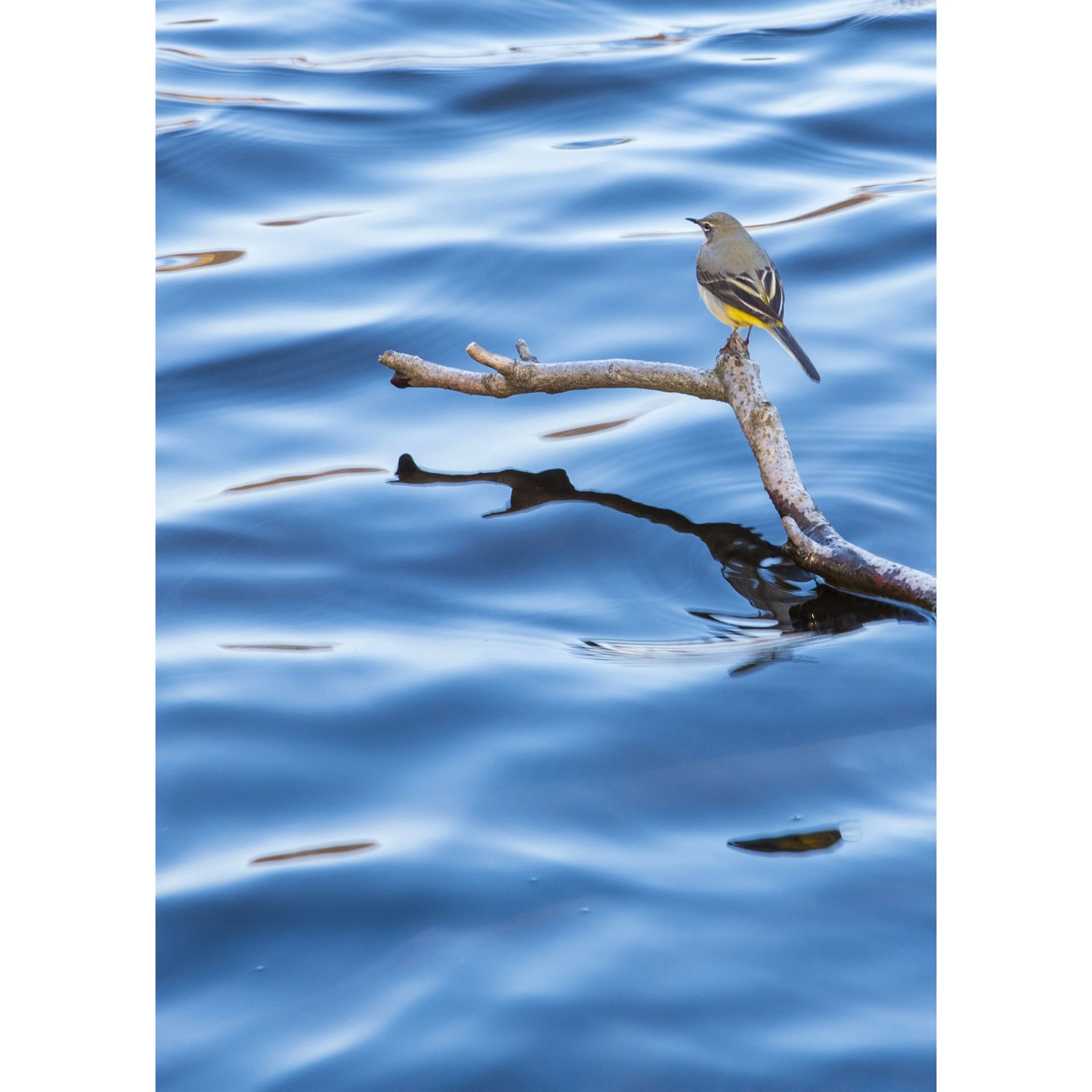 Grey Wagtail cover.jpg