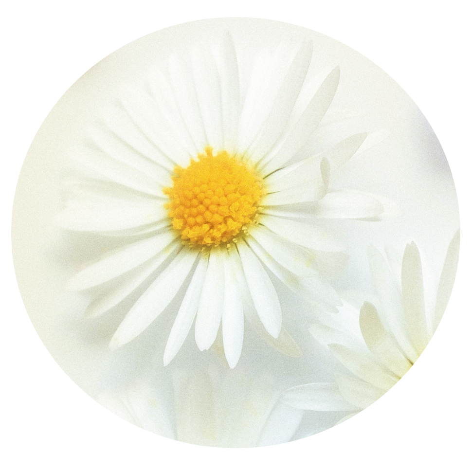 Daisy custom sticker.png