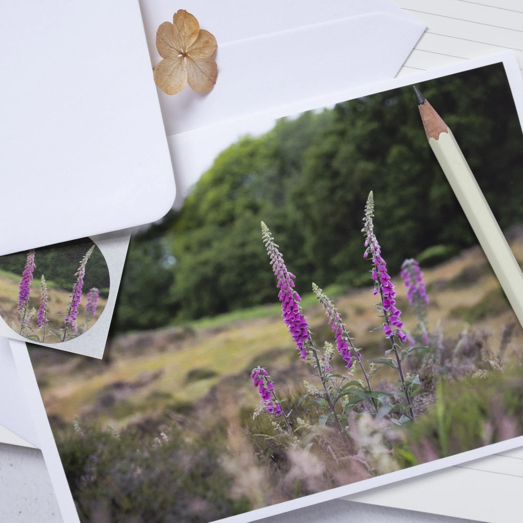 Foxgloves moorland view photographic card with matching sticker seal