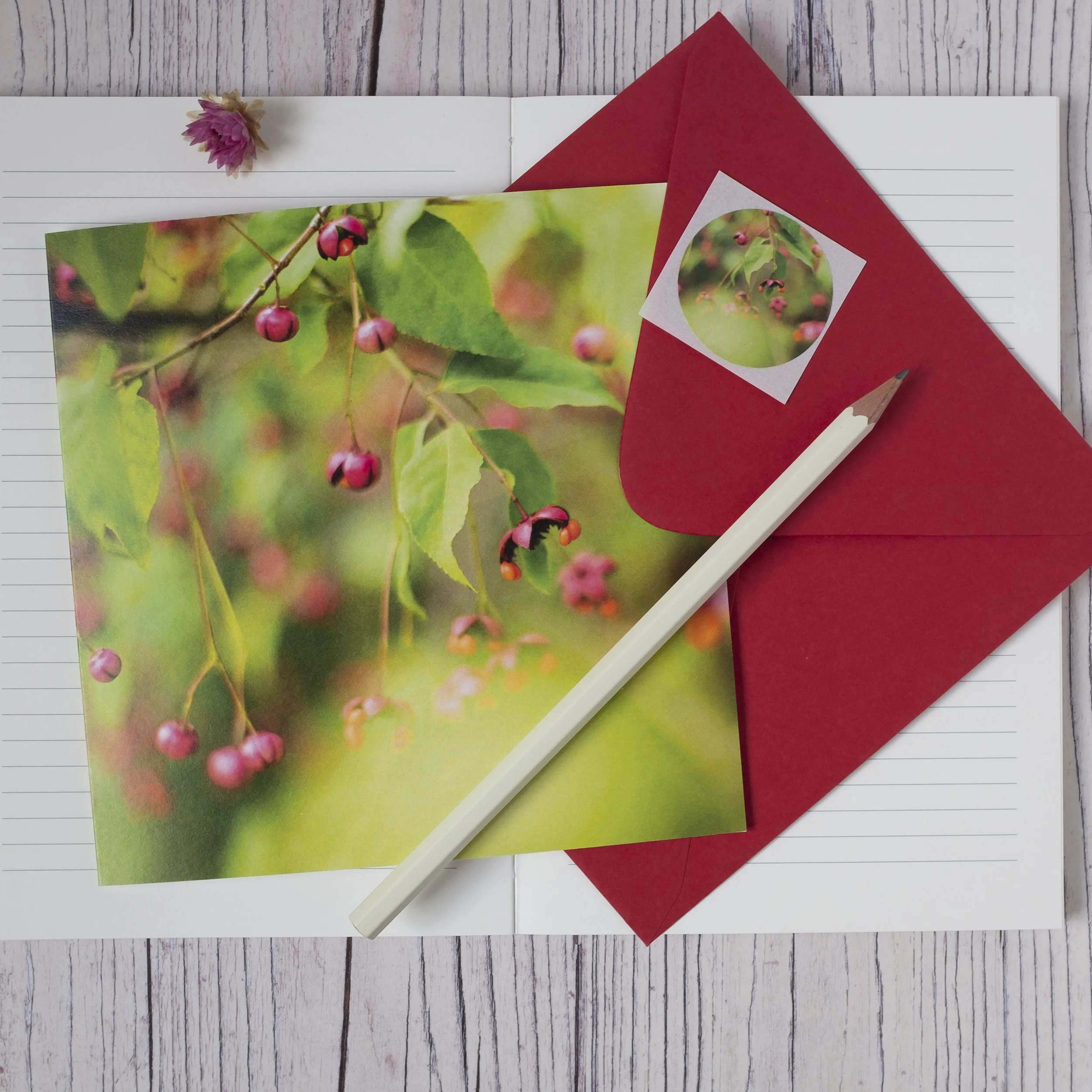 Euonymus Oxyphyllus Fine Art Photographic Card