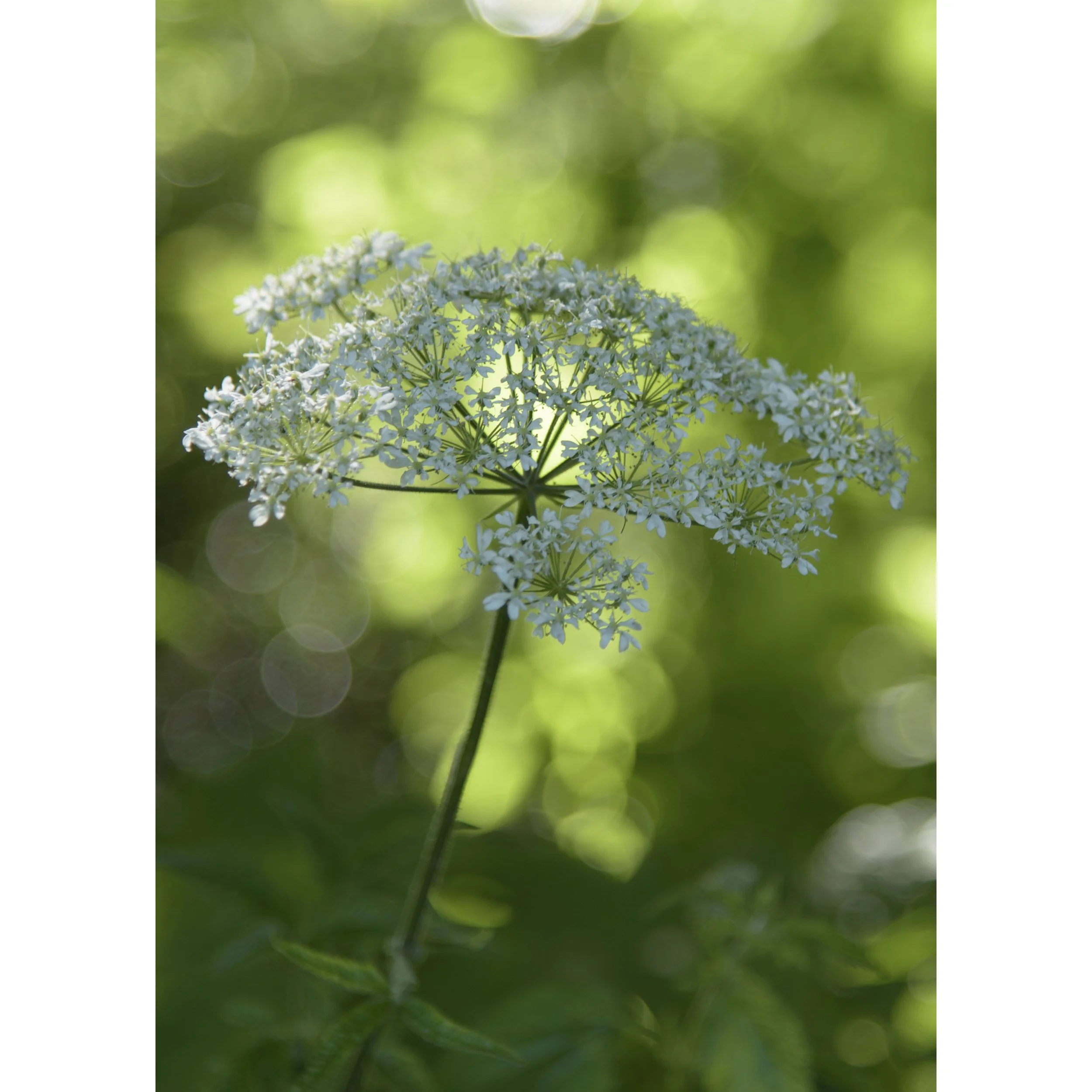 Cow Parsley A6 Notebook Cover.jpg