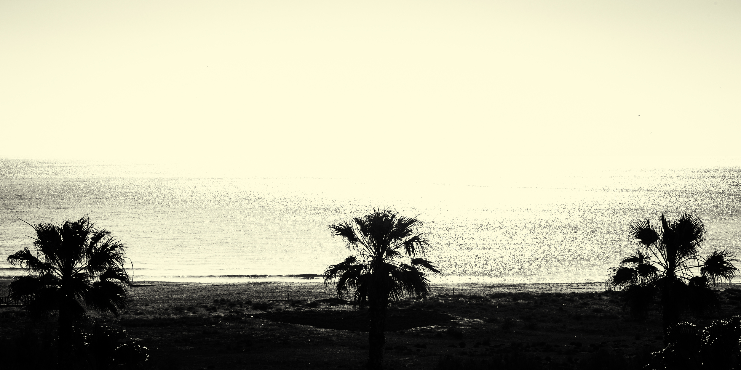 Palm trees of Sotogrande Spain