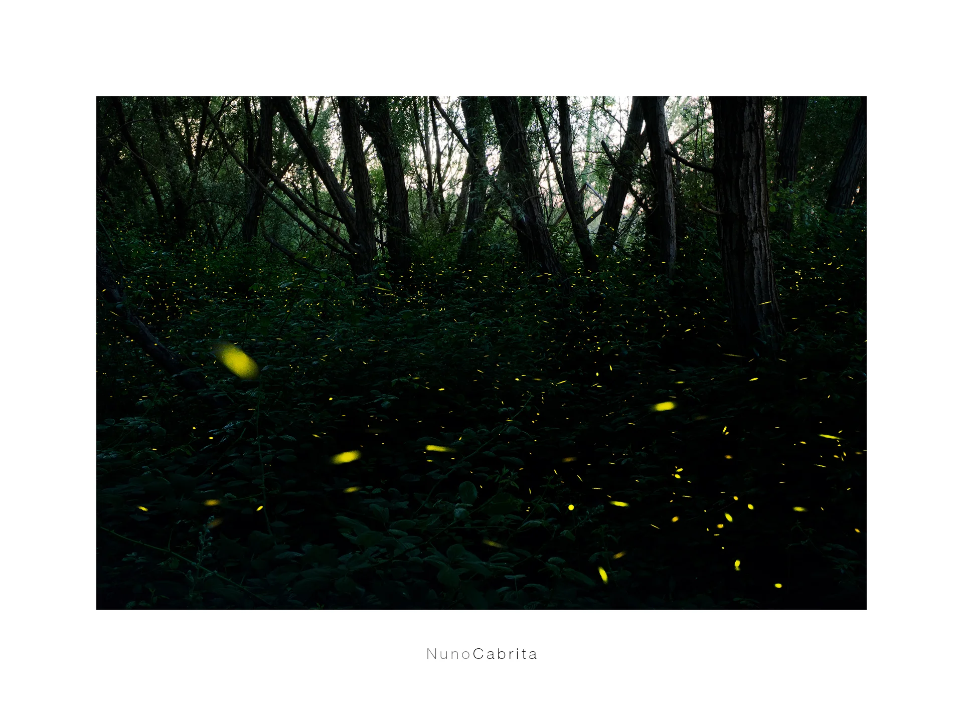 fireflies.jpg