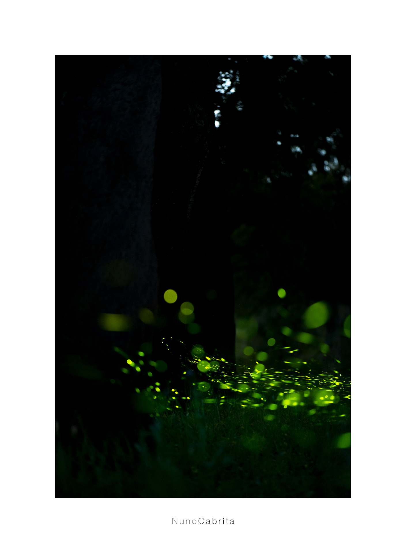 fireflies.jpg