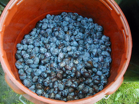 Keysi's plums :-)