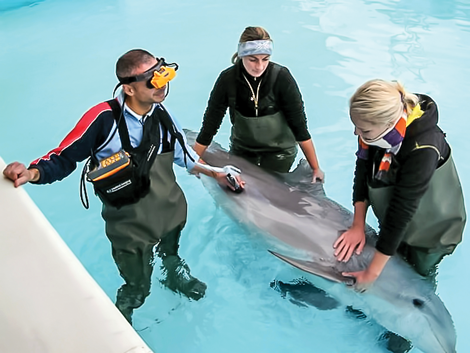 dolphin.png