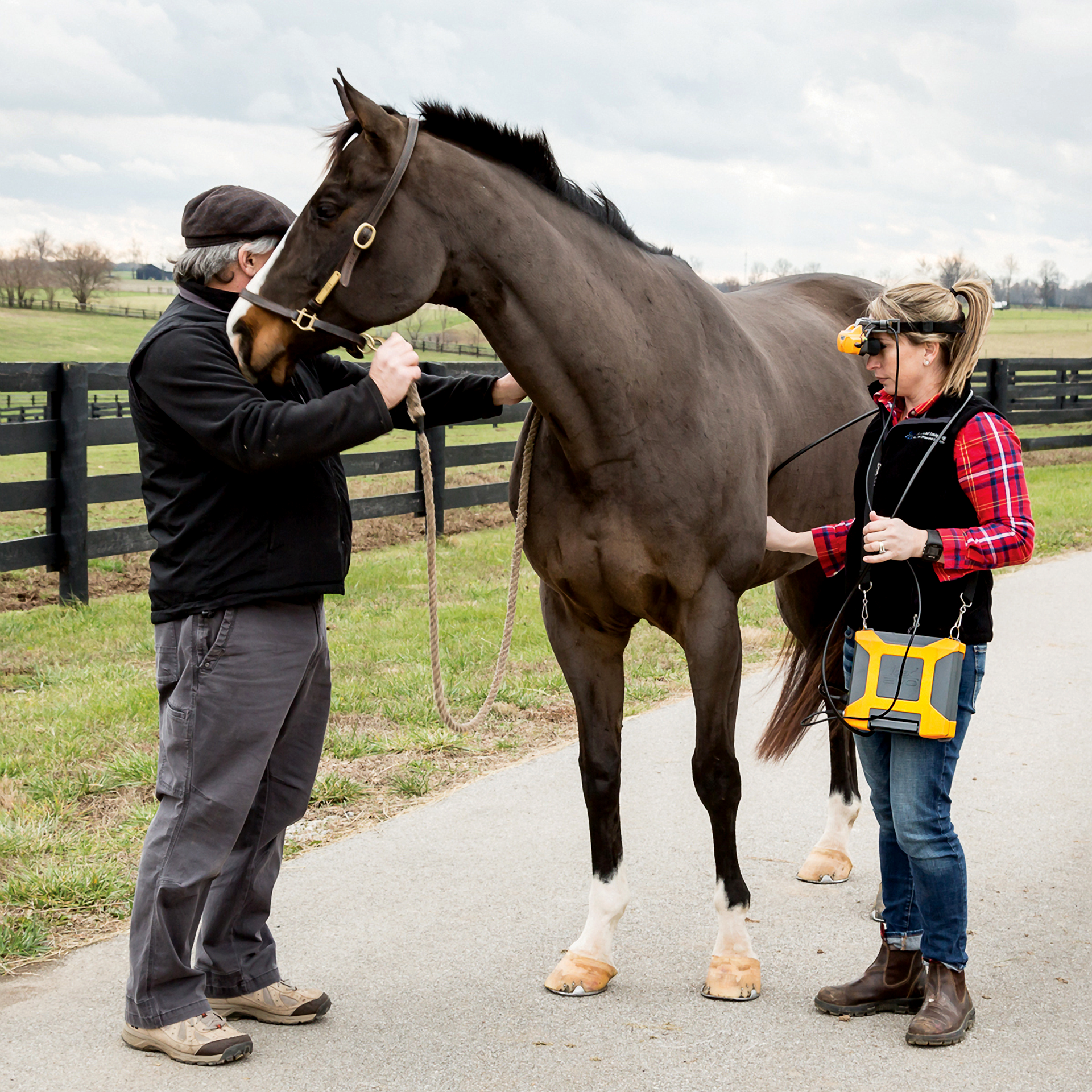 EVO + vet + horse in field.png