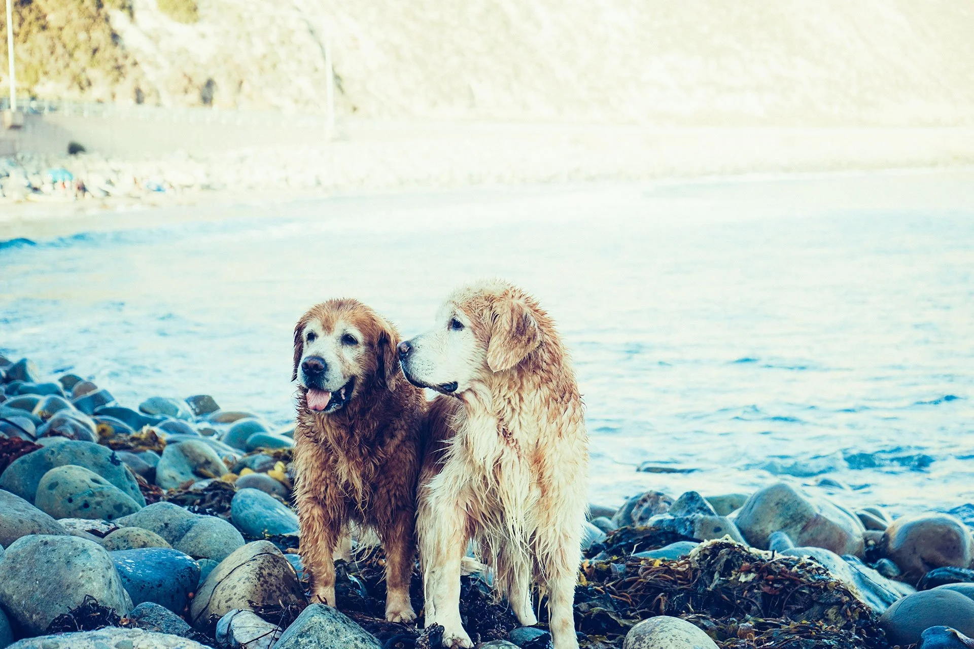 wet goldens.jpg