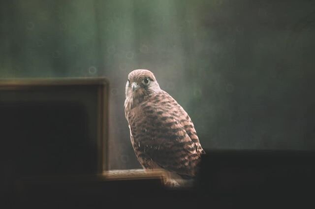 Un Faucon derri&egrave;re la fen&ecirc;tre d'une chambre

#wildlifephotography #falcon #froidcour #ardenne #planetearth #naturephotography