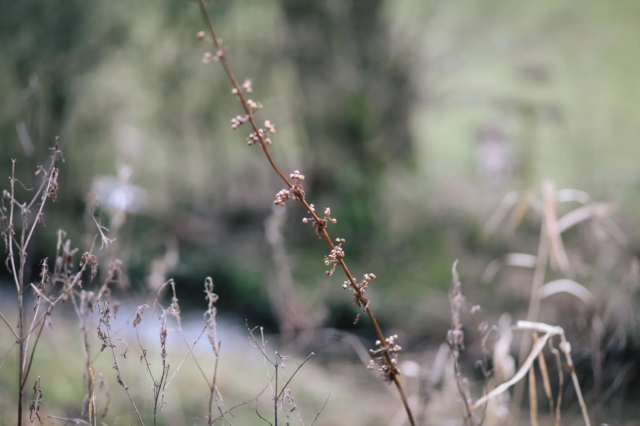 6/52 - winter walks with my camera, (Canon 5D MkII)