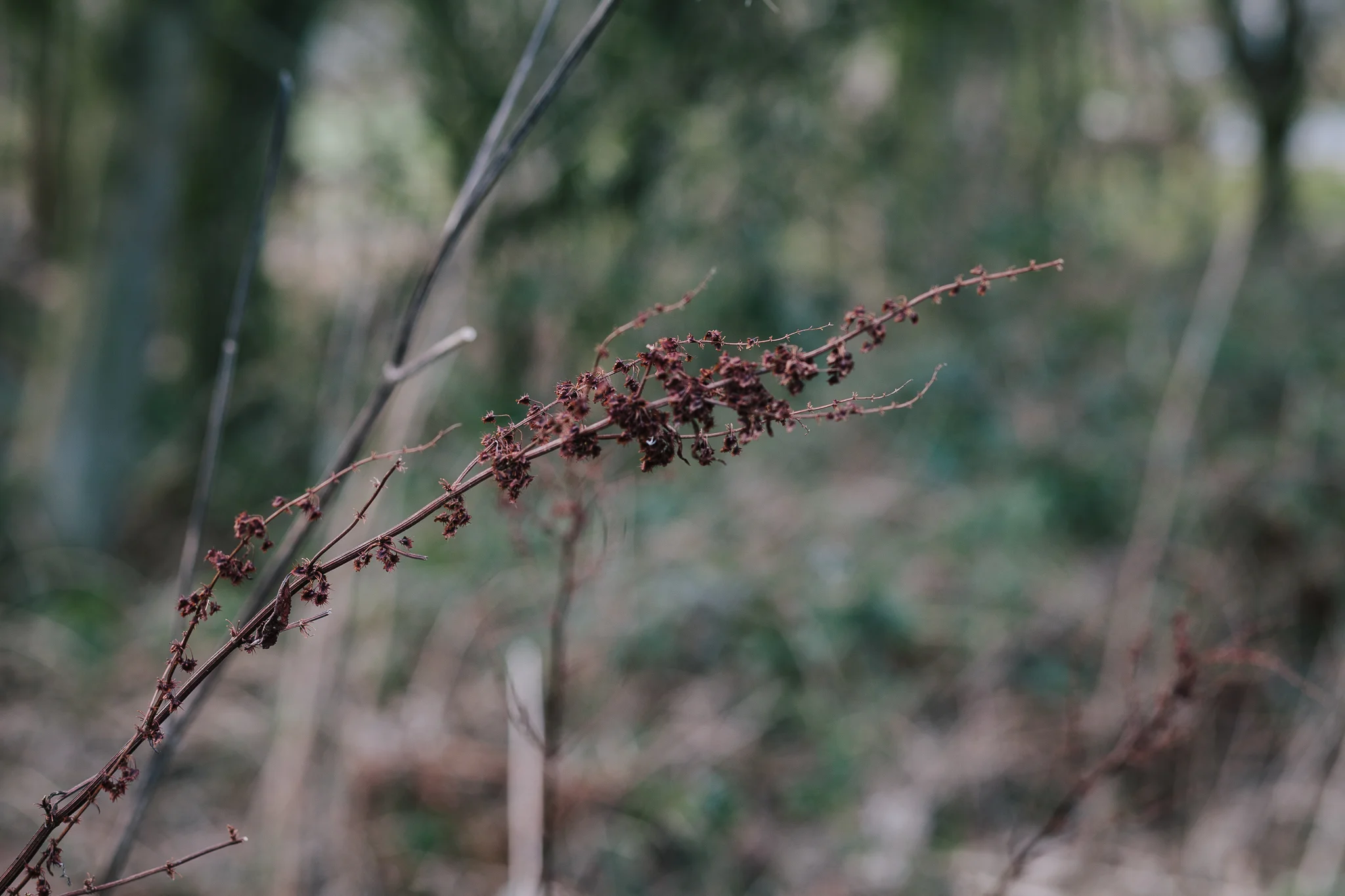9/52 - Lunchtime walks along the woodland trail at work (Canon 5D MkII)