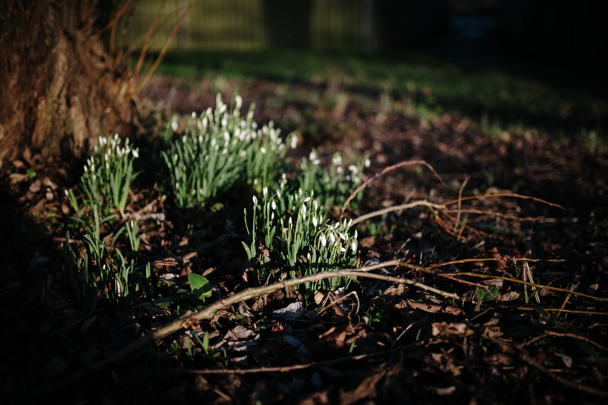 Morganna Monk Photography 190116 IMG_0765.jpg