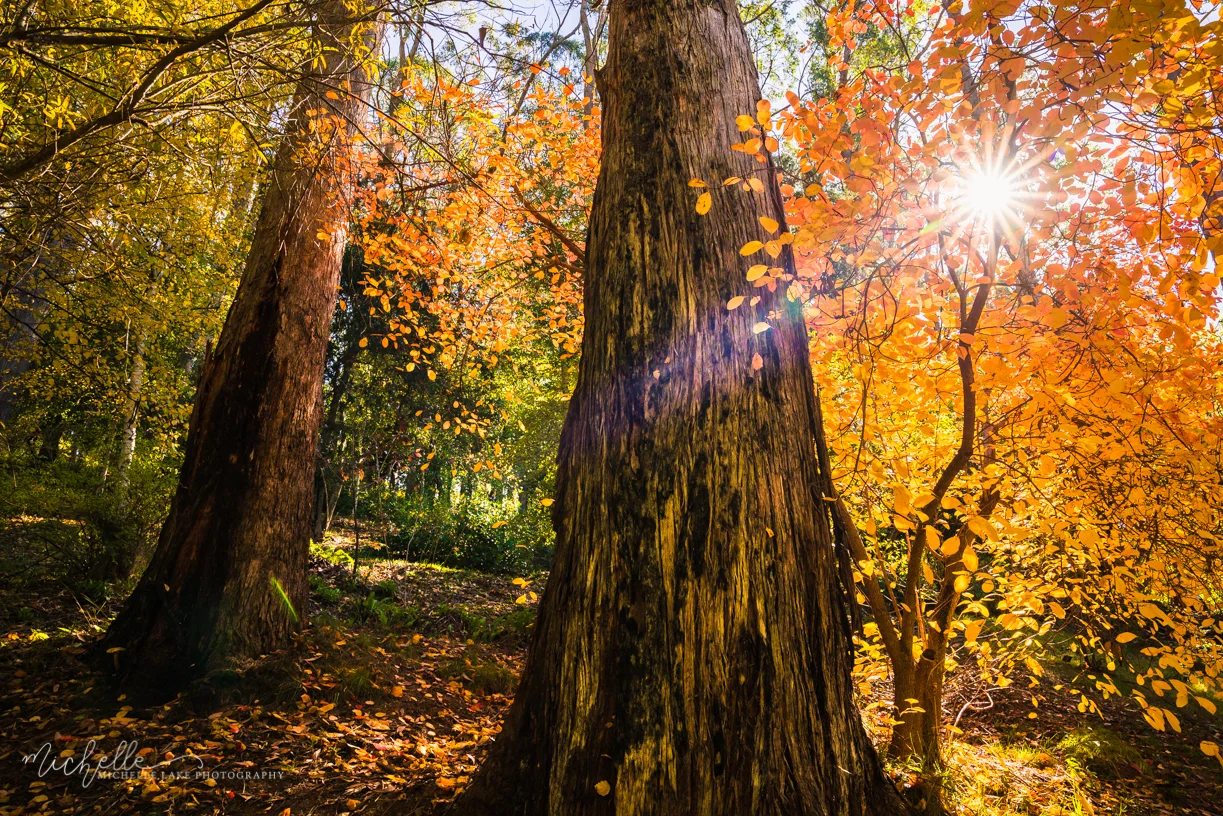 Mount Lofty Botanic Gardens, Adelaide Hills SA