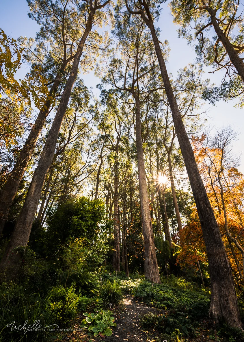 Mount Lofty Botanic Gardens, Adelaide Hills SA