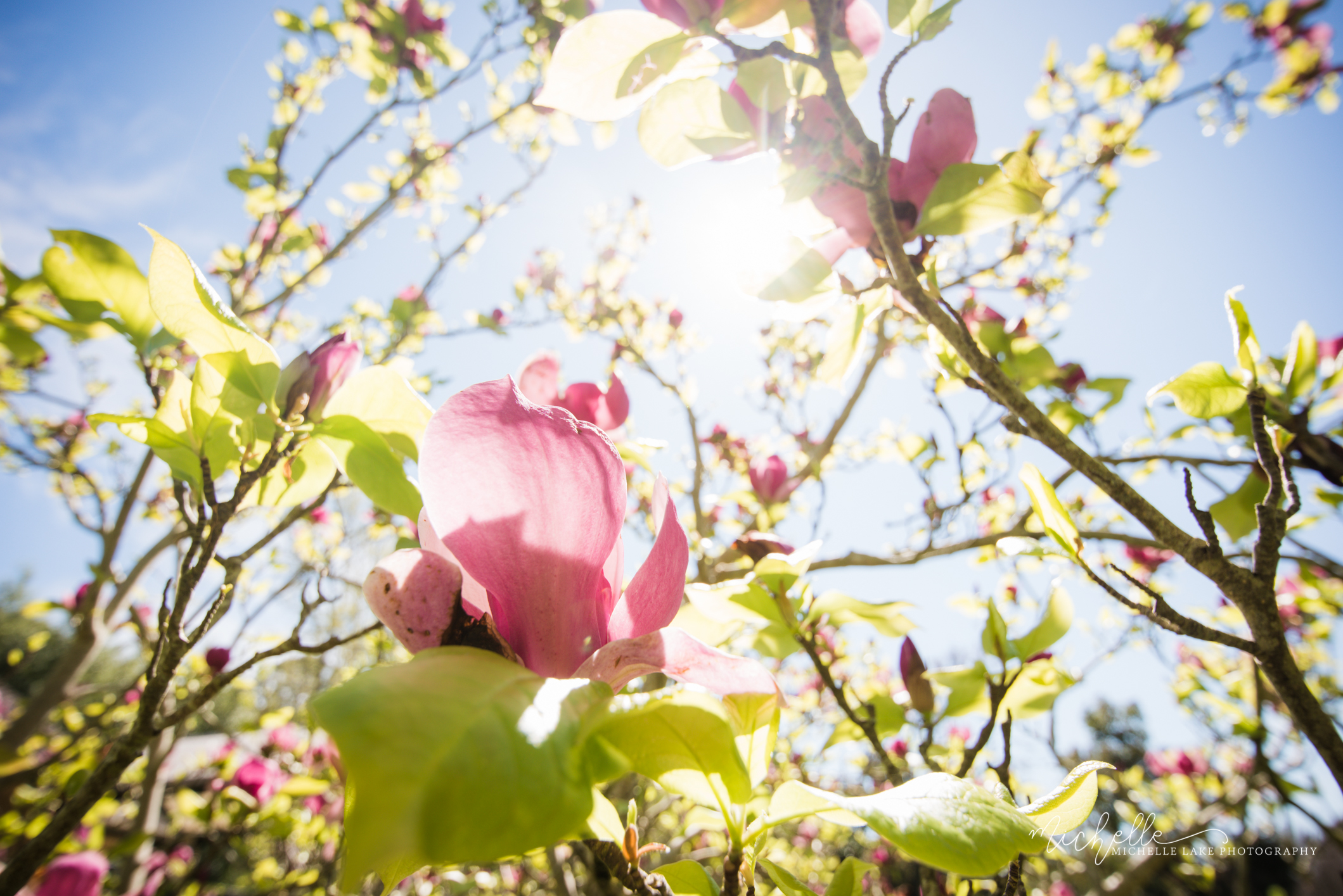 Springtime in the Adelaide Hills (Magnolias in bloom), SA